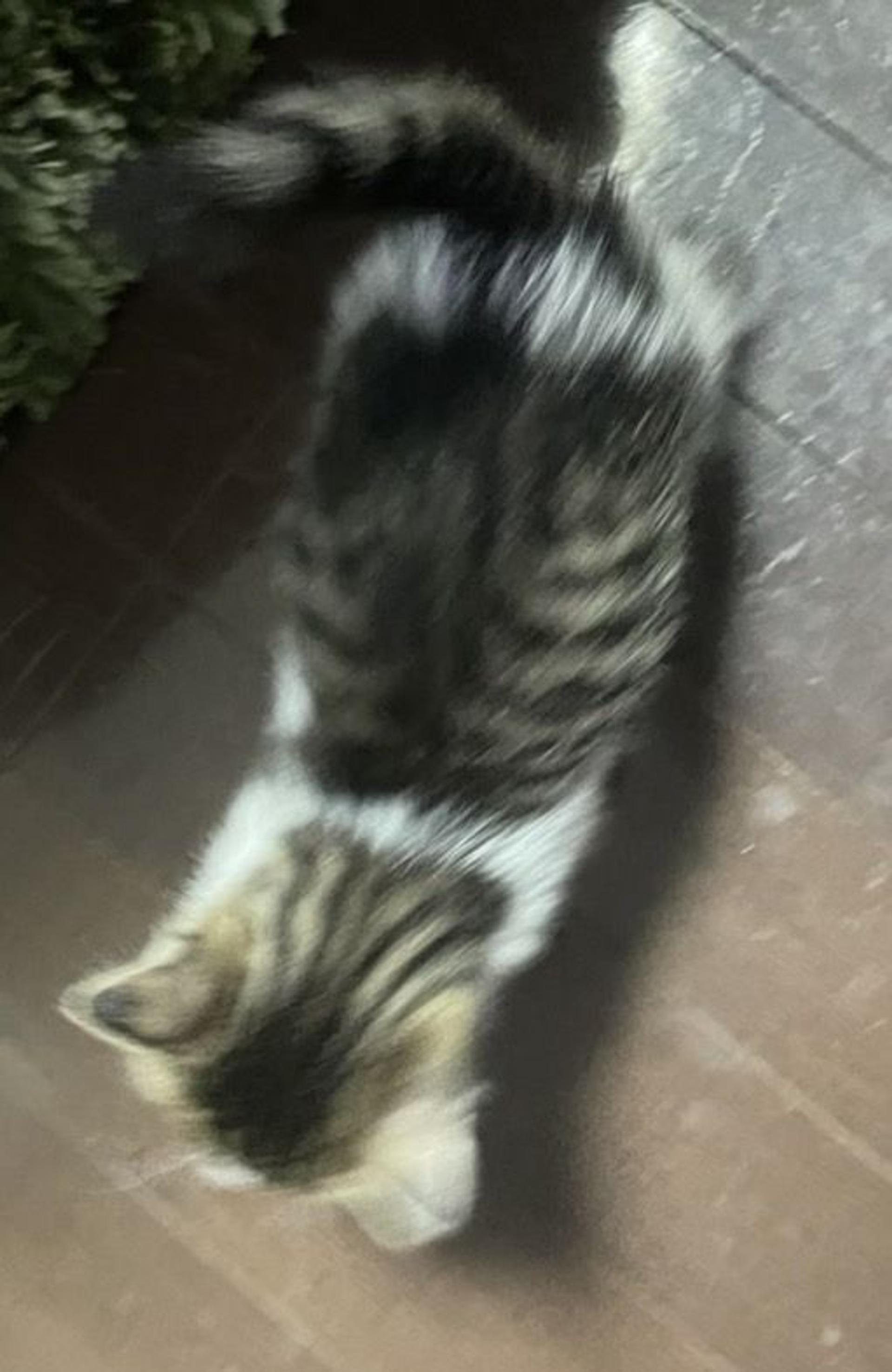 pet-image-4