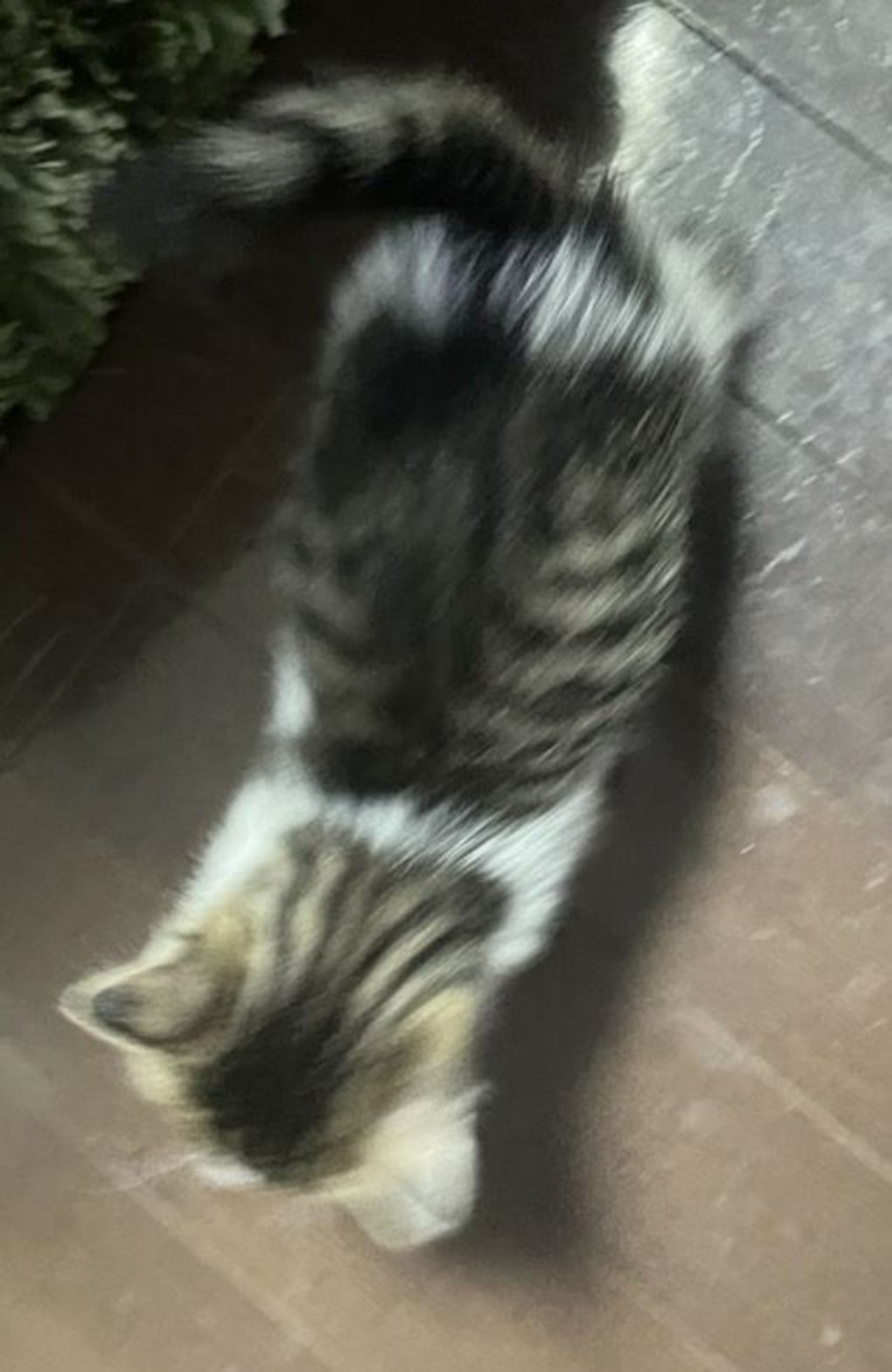 pet-image-4
