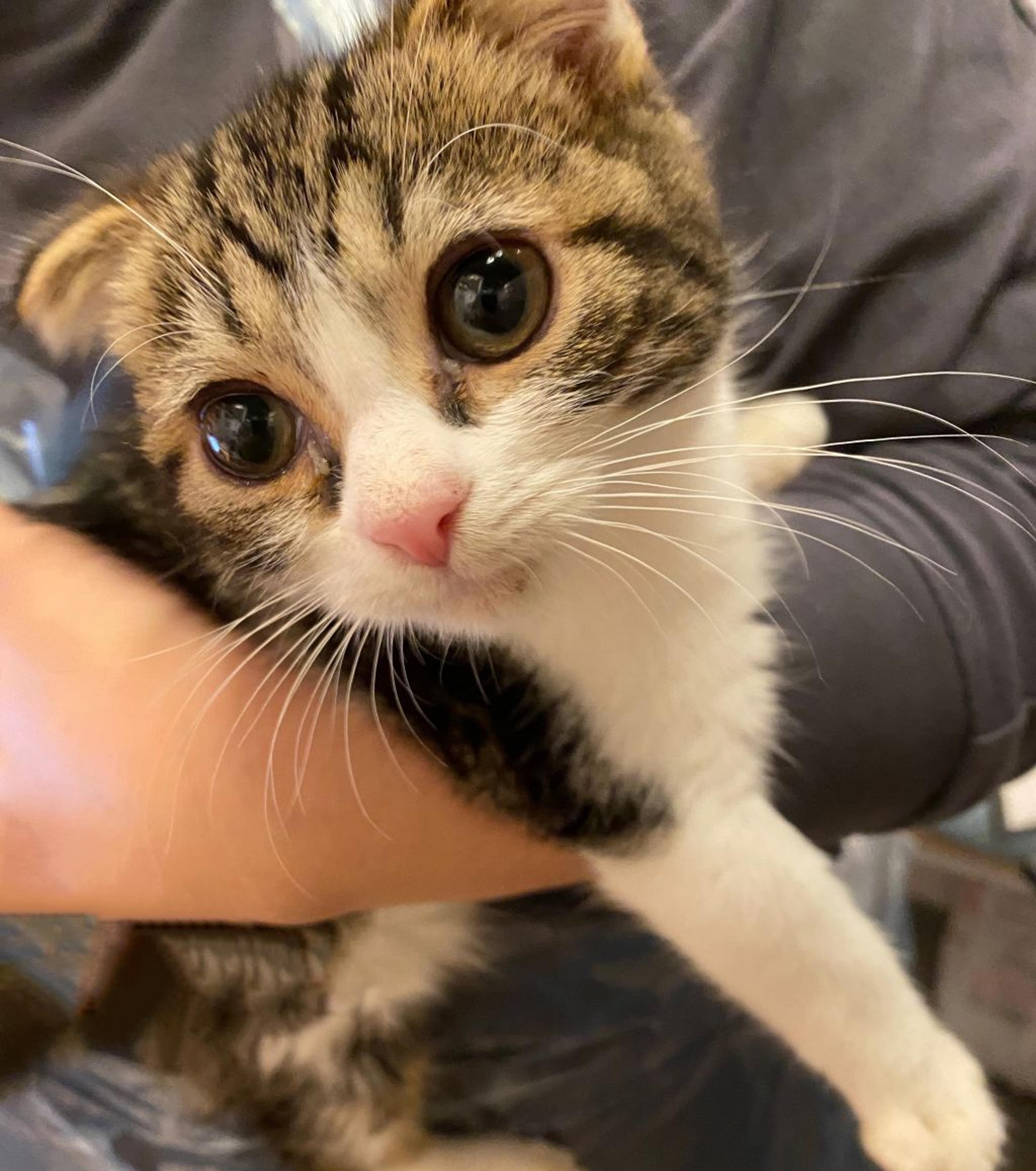 pet-image-2