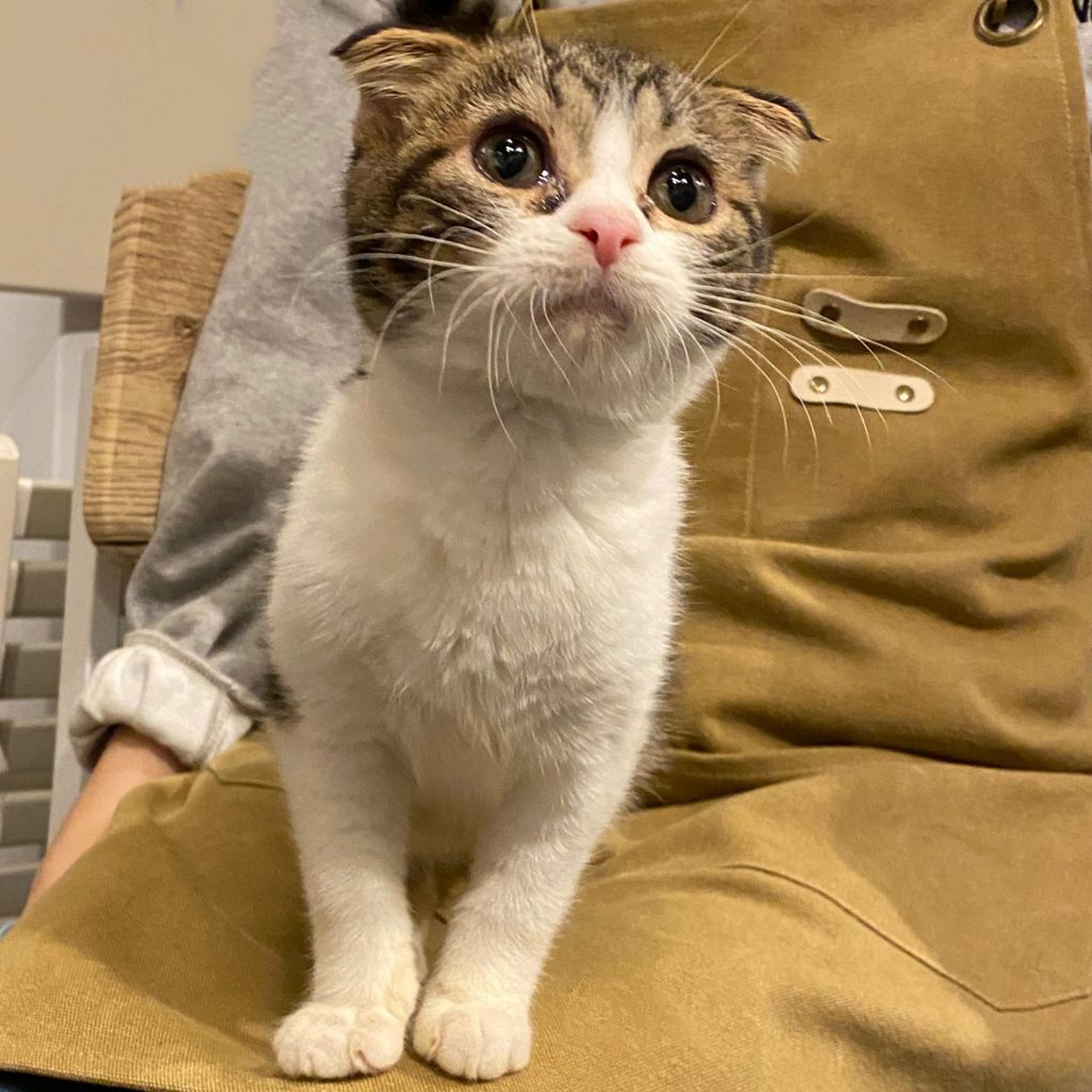 pet-image-5