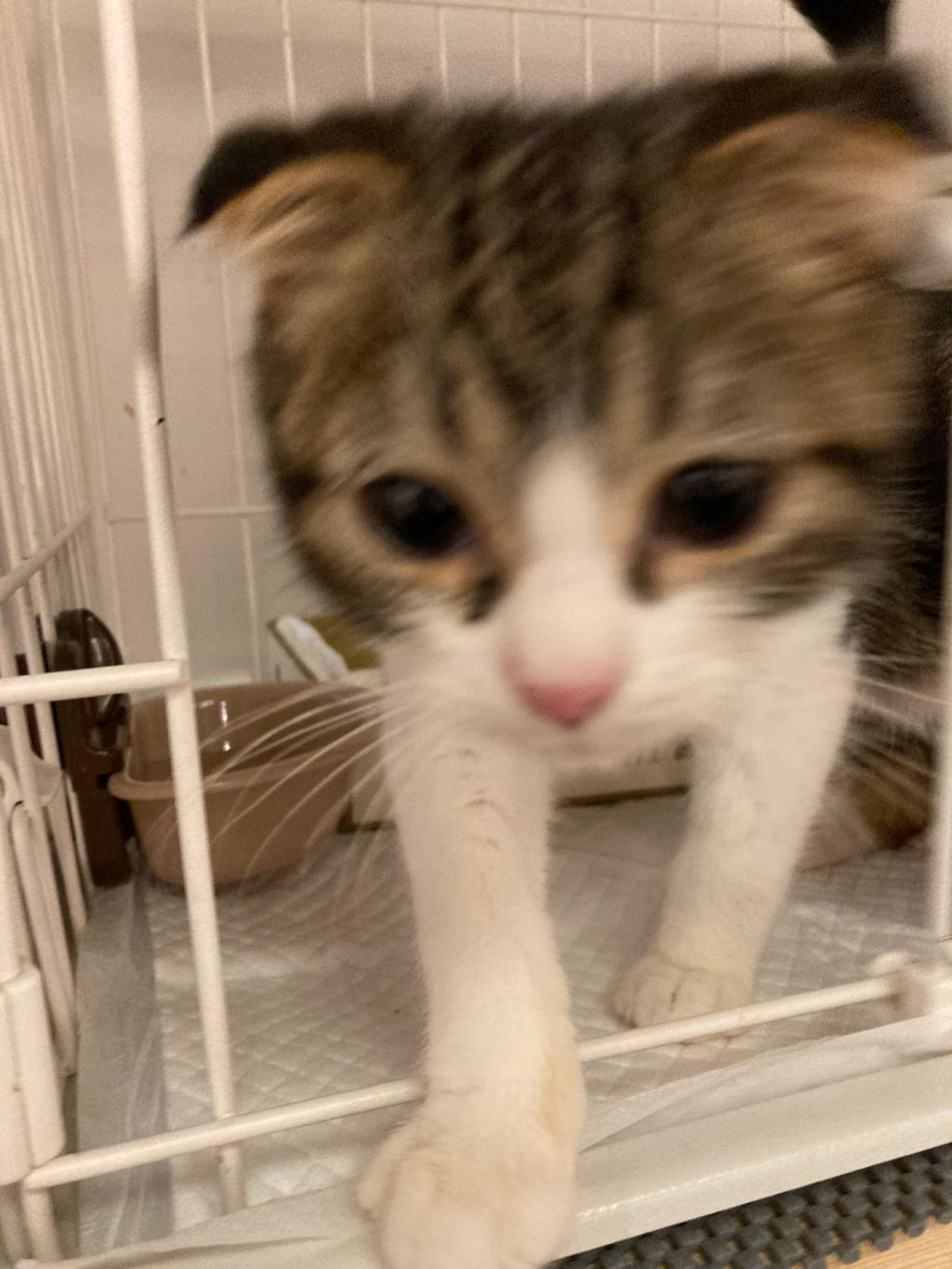 pet-image-6