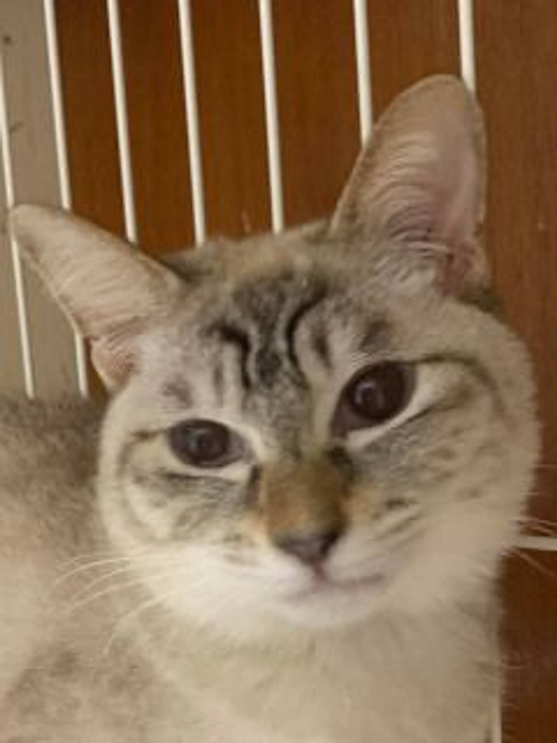 雑種（ミックス猫）・メスの里親募集の写真