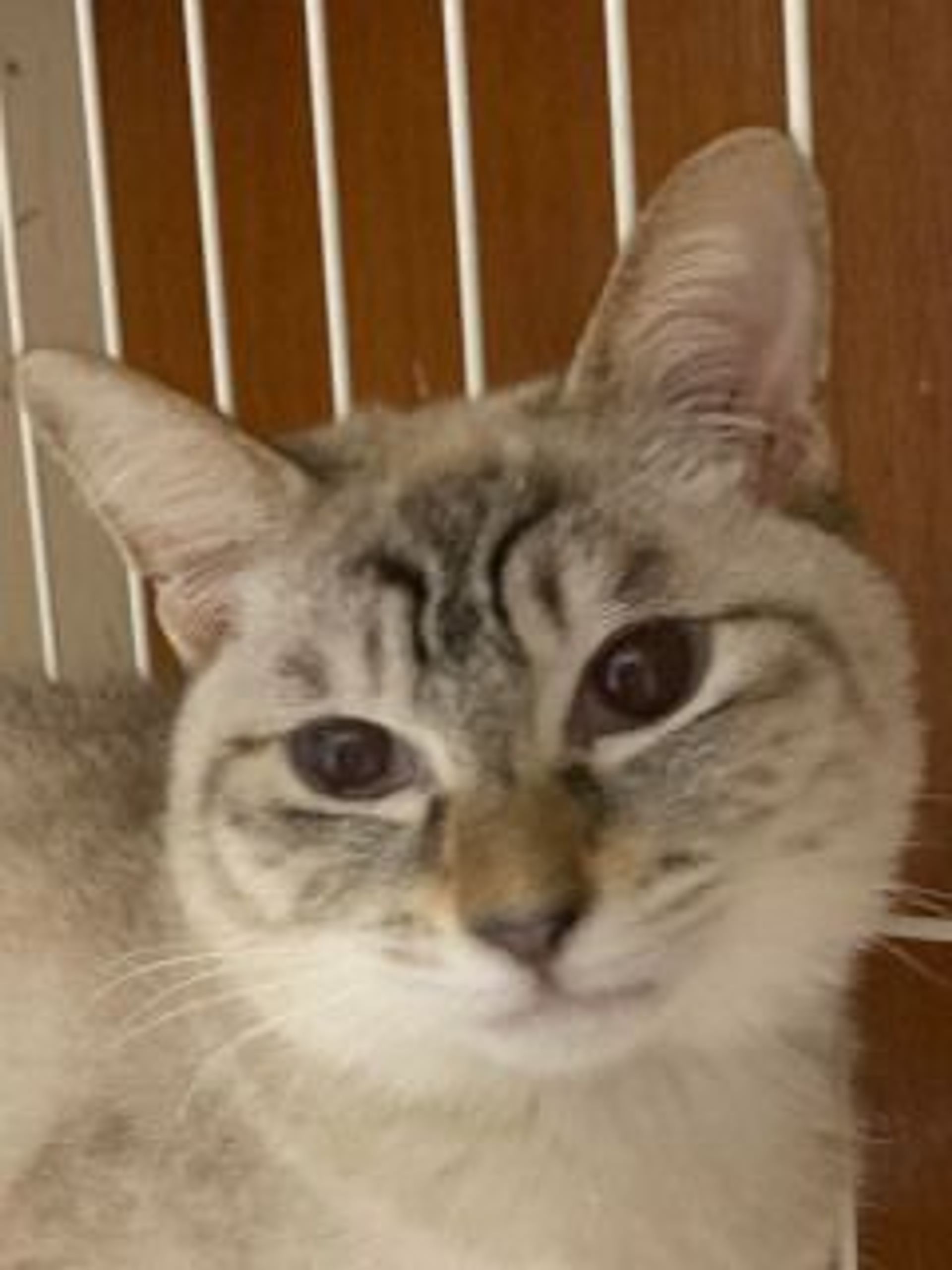 雑種（ミックス猫）・メスの里親募集の写真