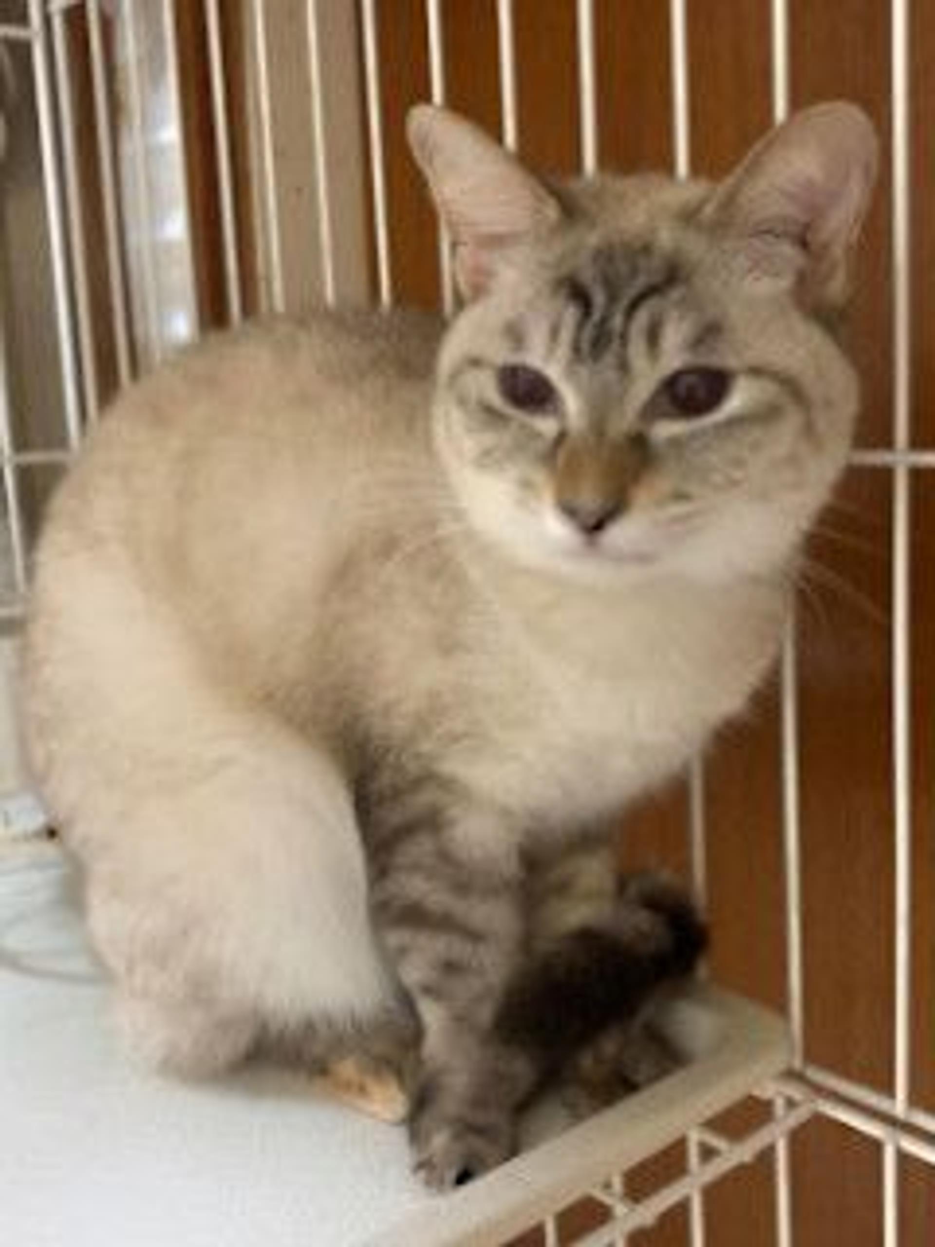 pet-image-4
