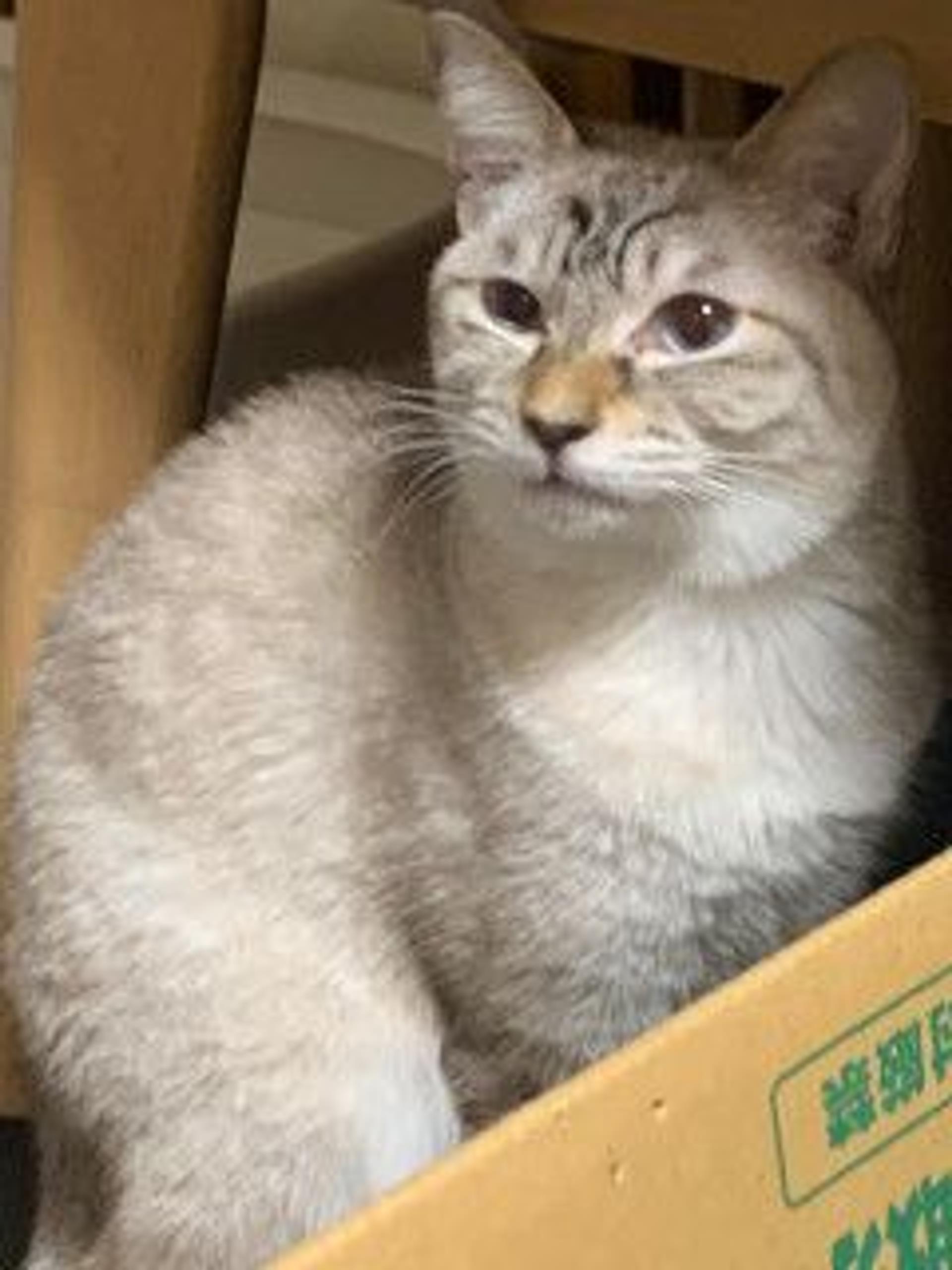 pet-image-5
