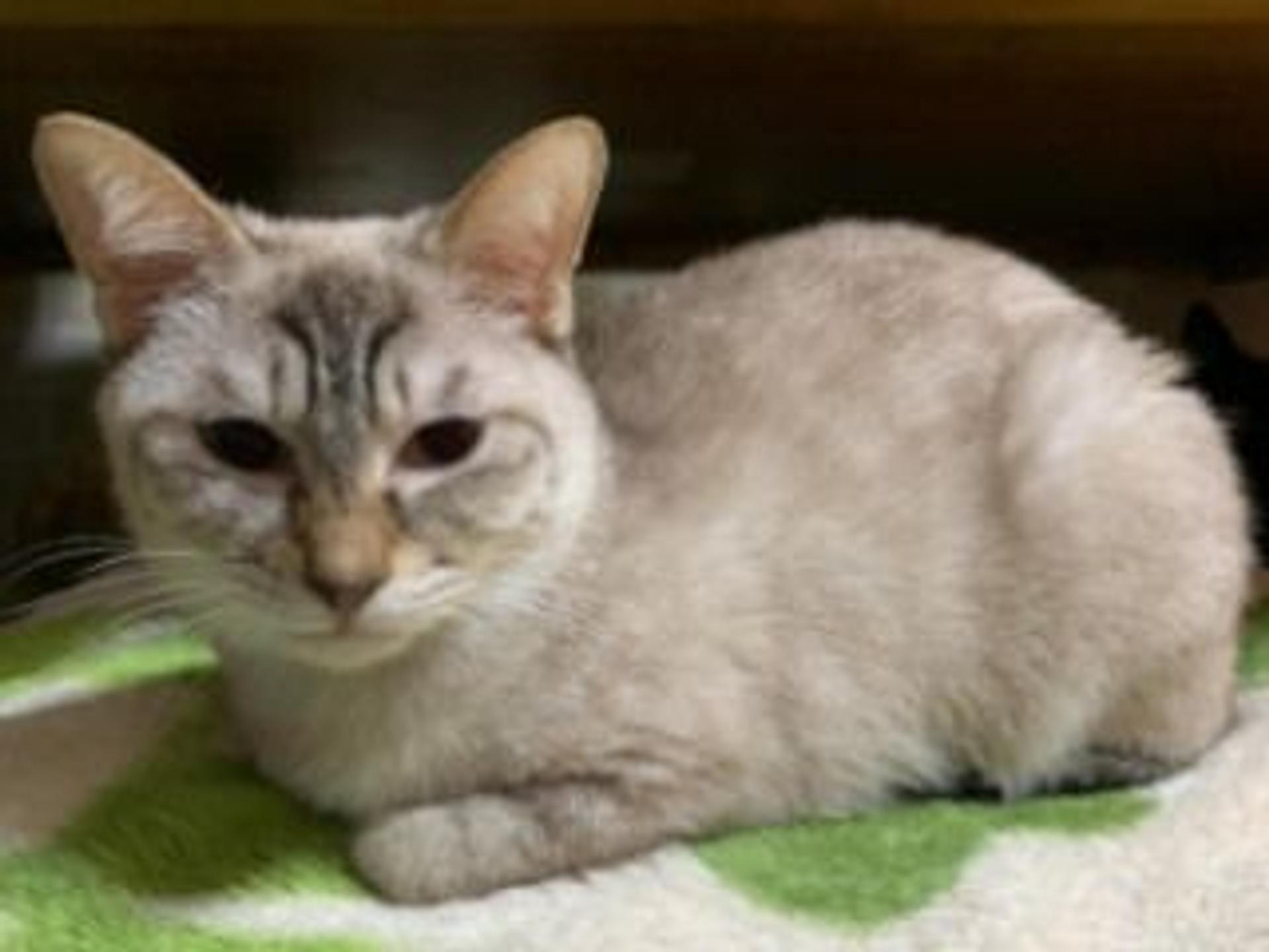 pet-image-6