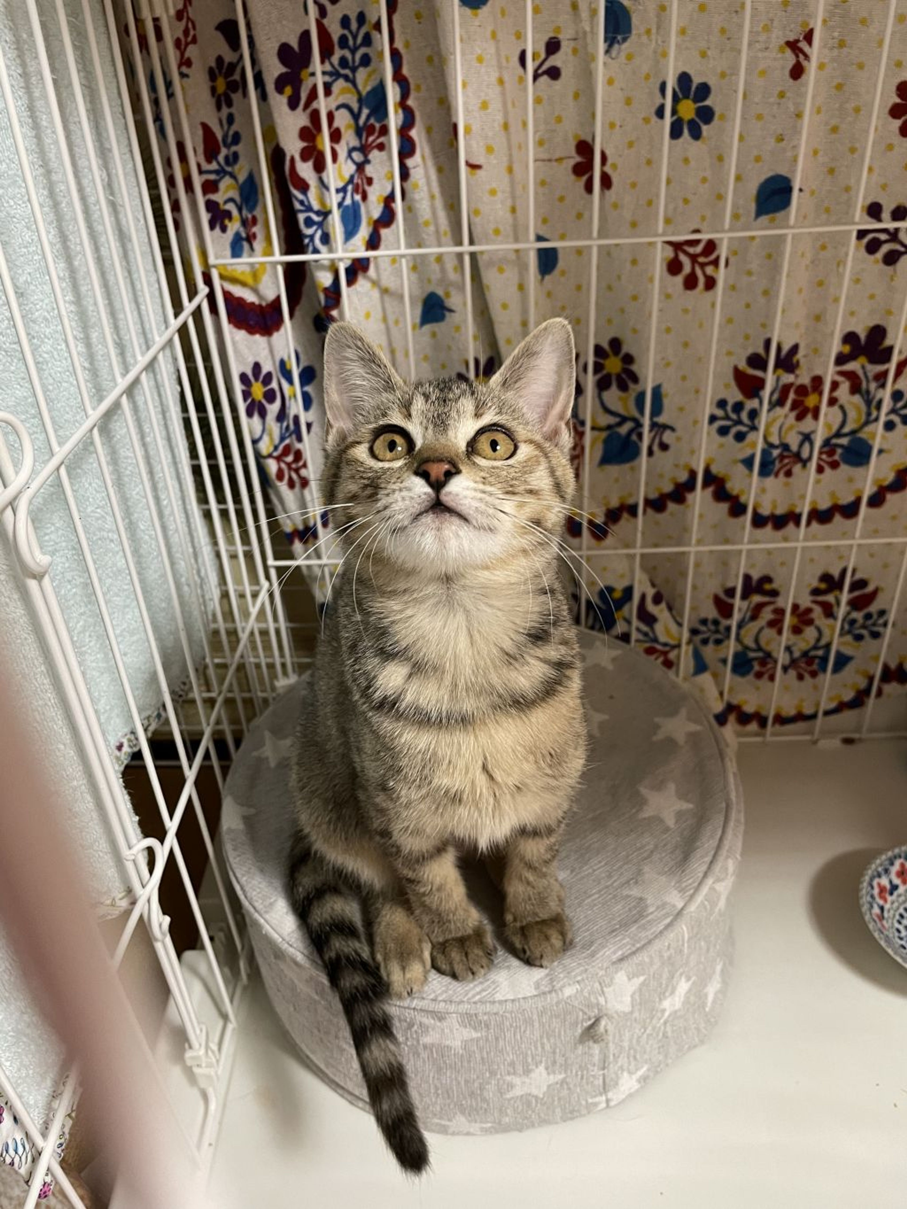 pet-image-4