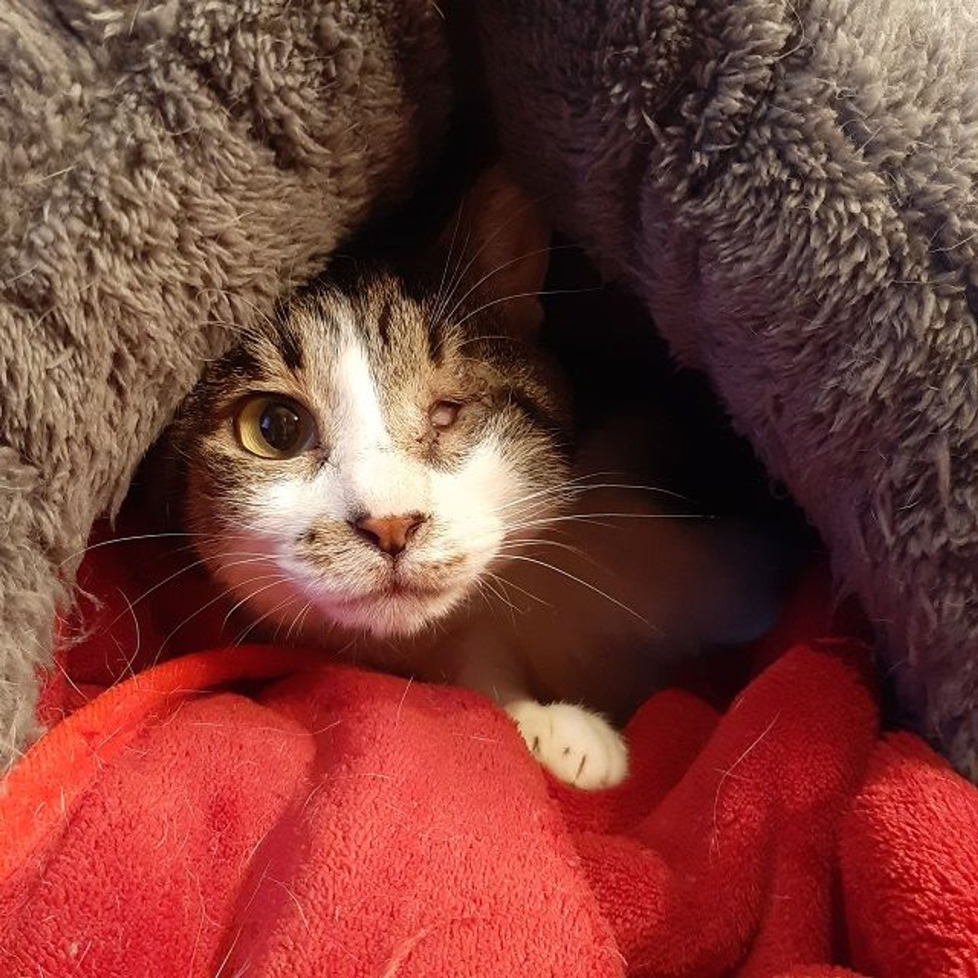 雑種（ミックス猫）・メスの里親募集の写真