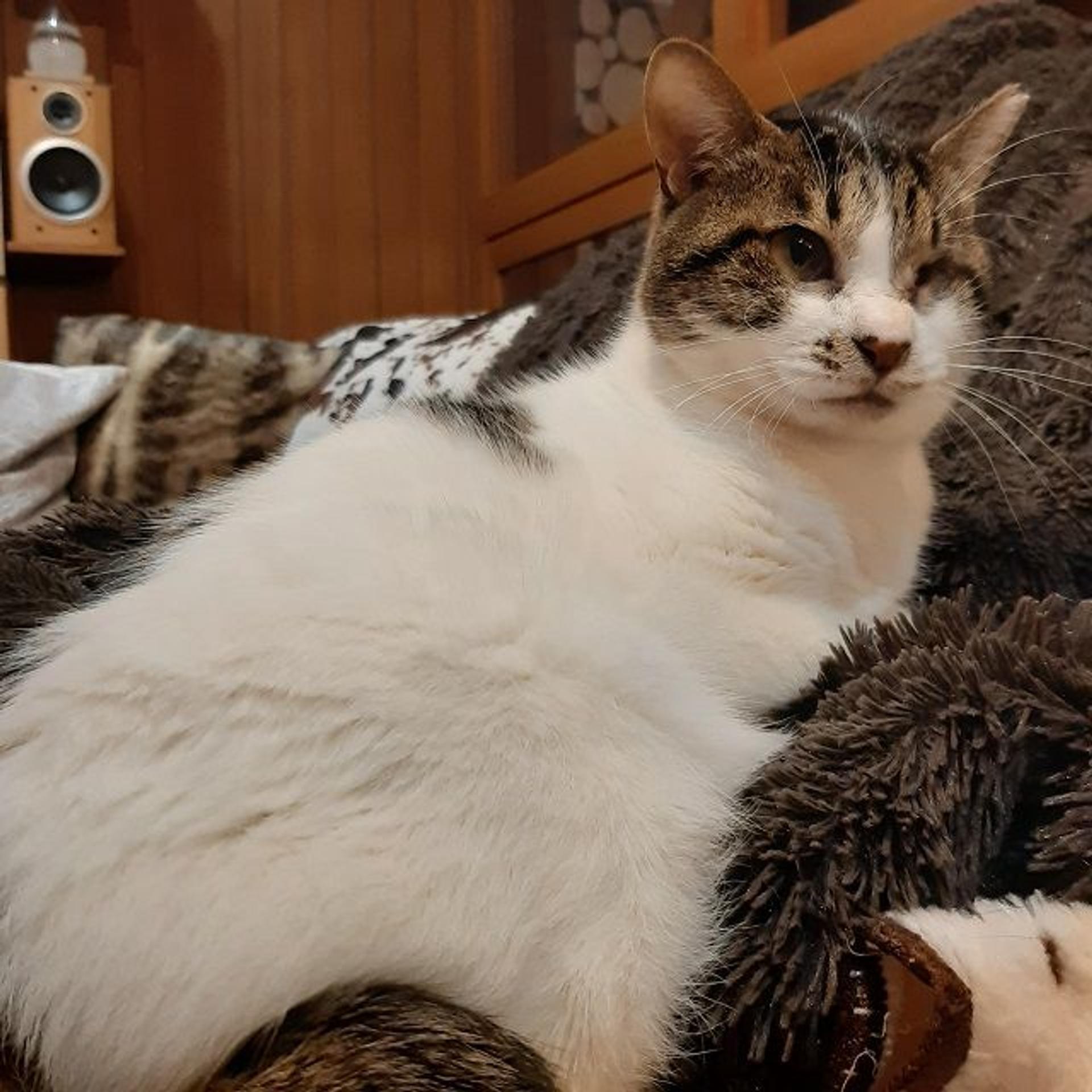 pet-image-2