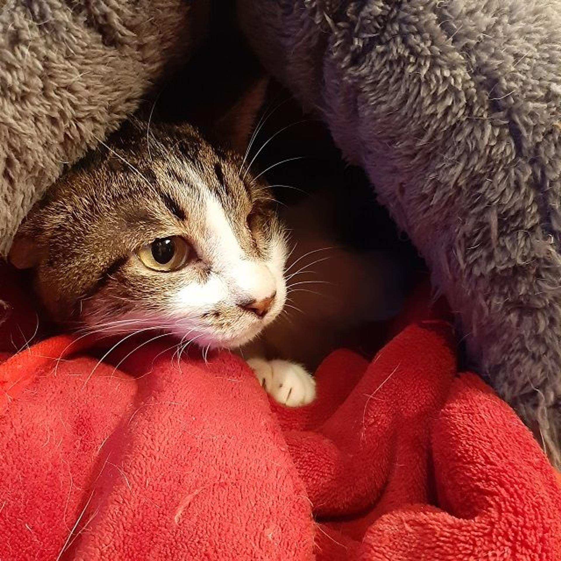 pet-image-3