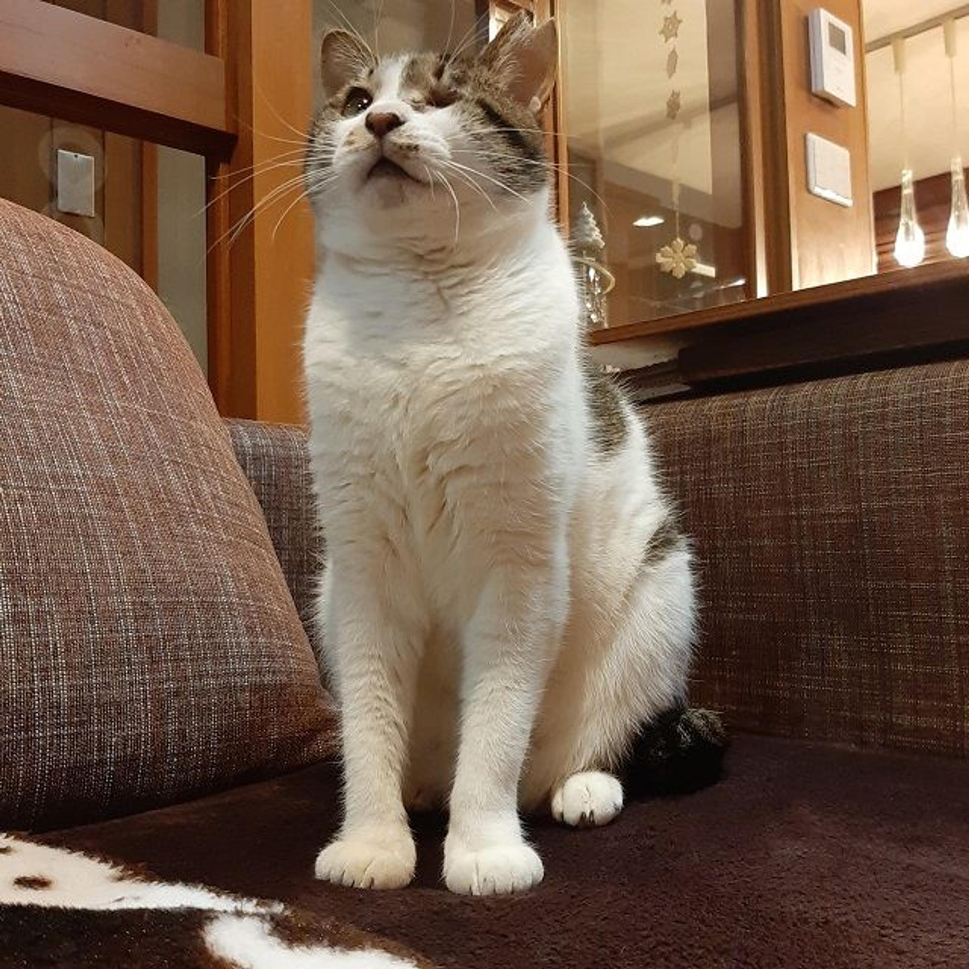 pet-image-4