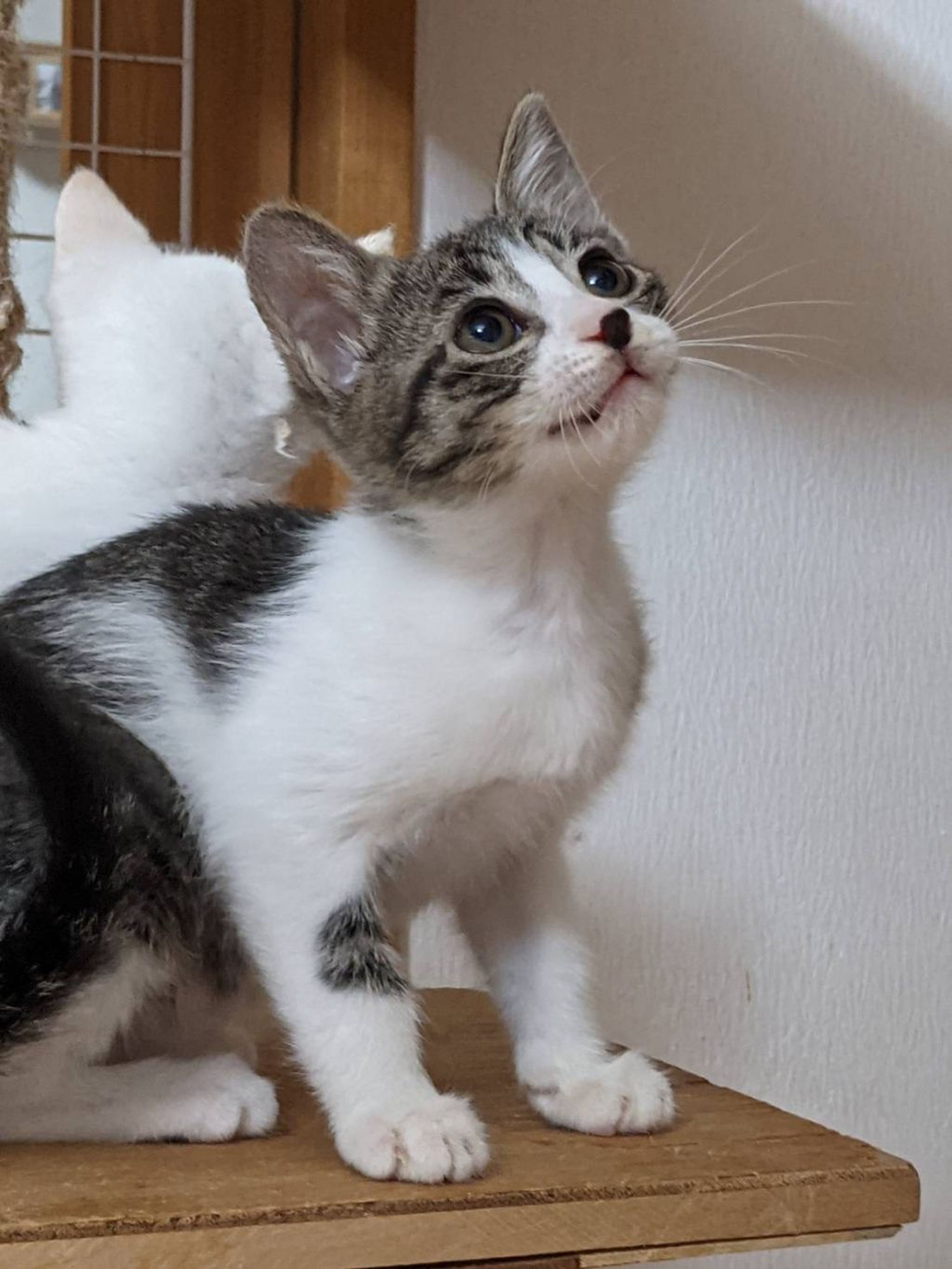 雑種（ミックス猫）・メスの里親募集の写真