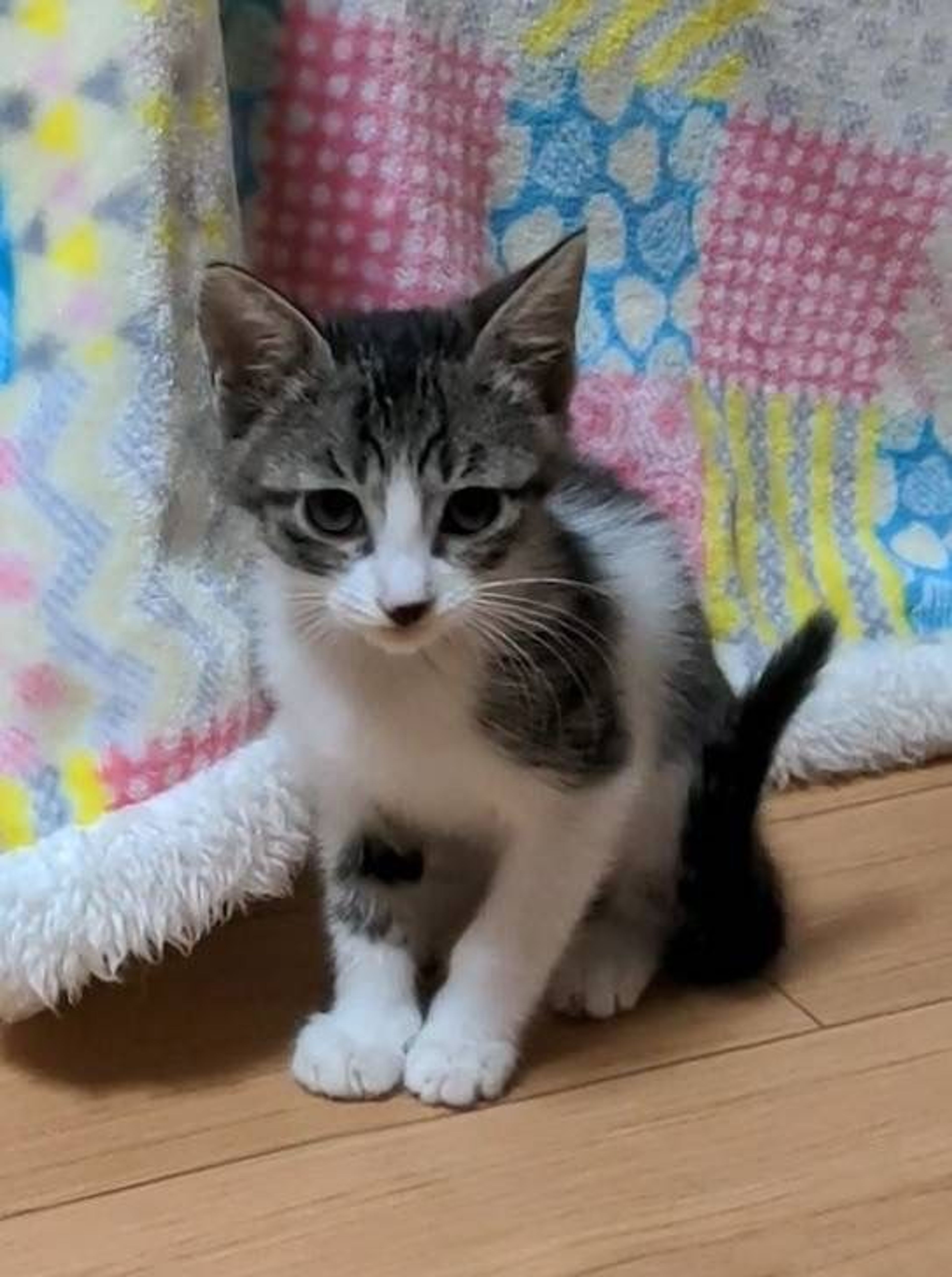 pet-image-3