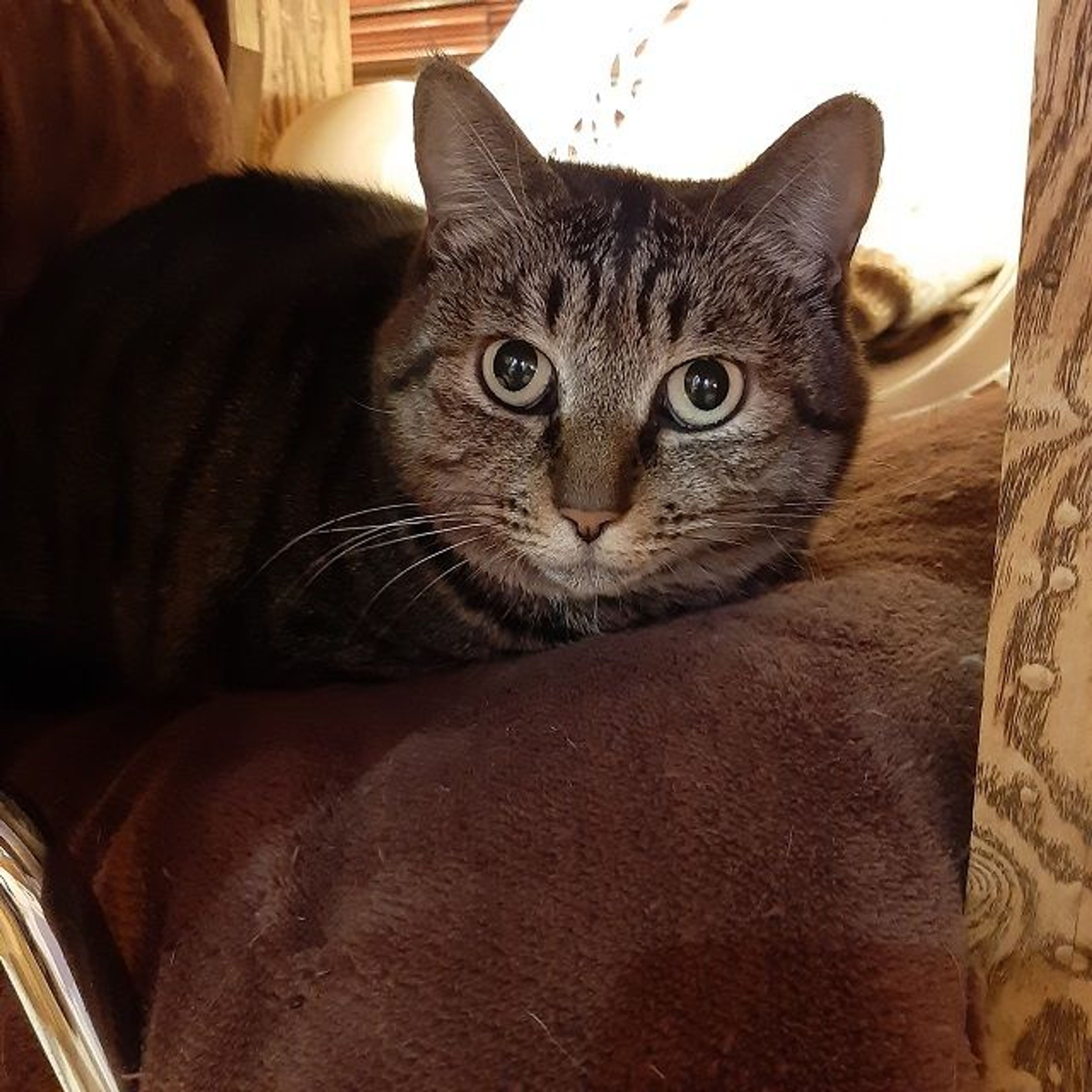 雑種（ミックス猫）・メスの里親募集の写真
