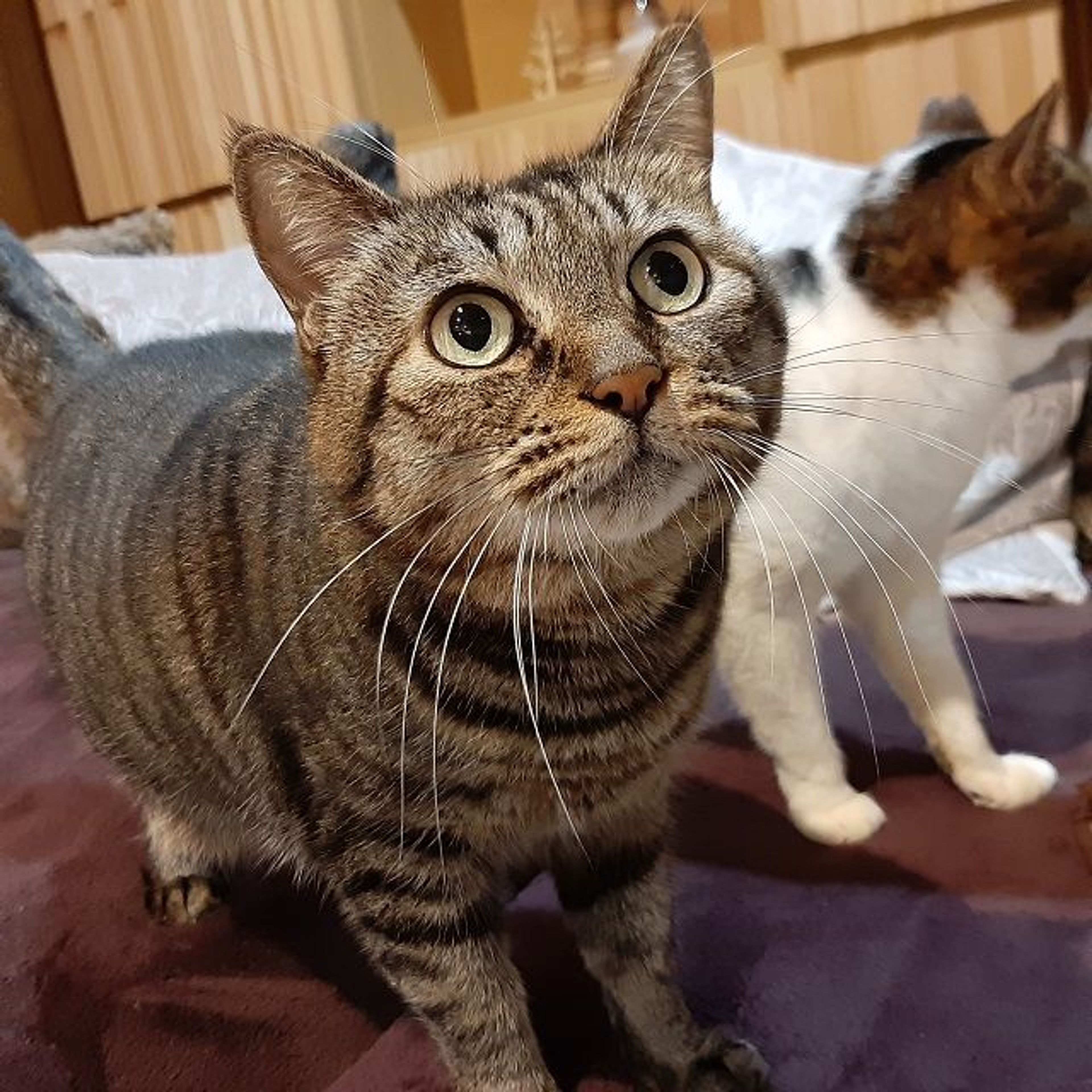 pet-image-4