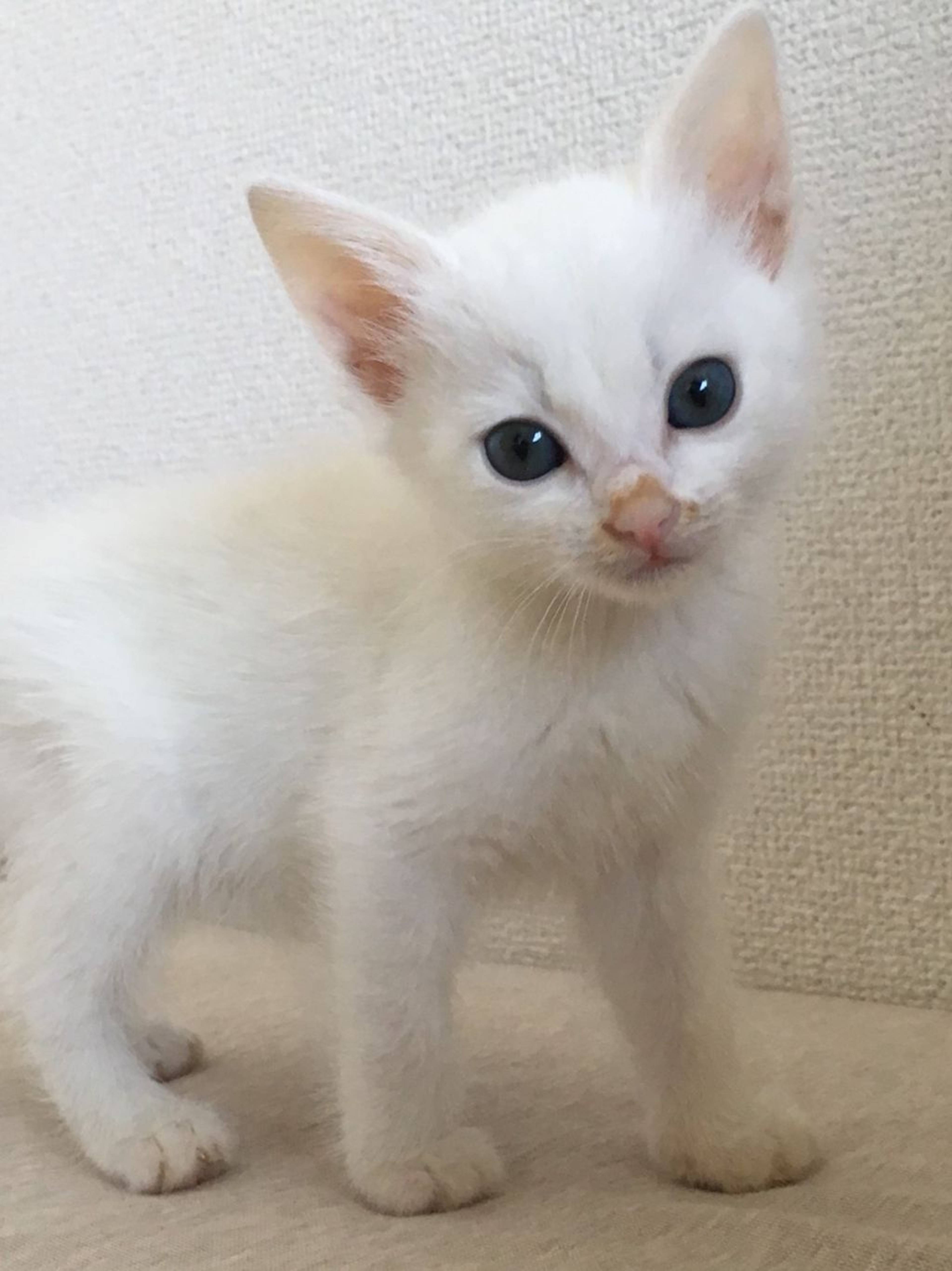 雑種（ミックス猫）・メスの里親募集の写真