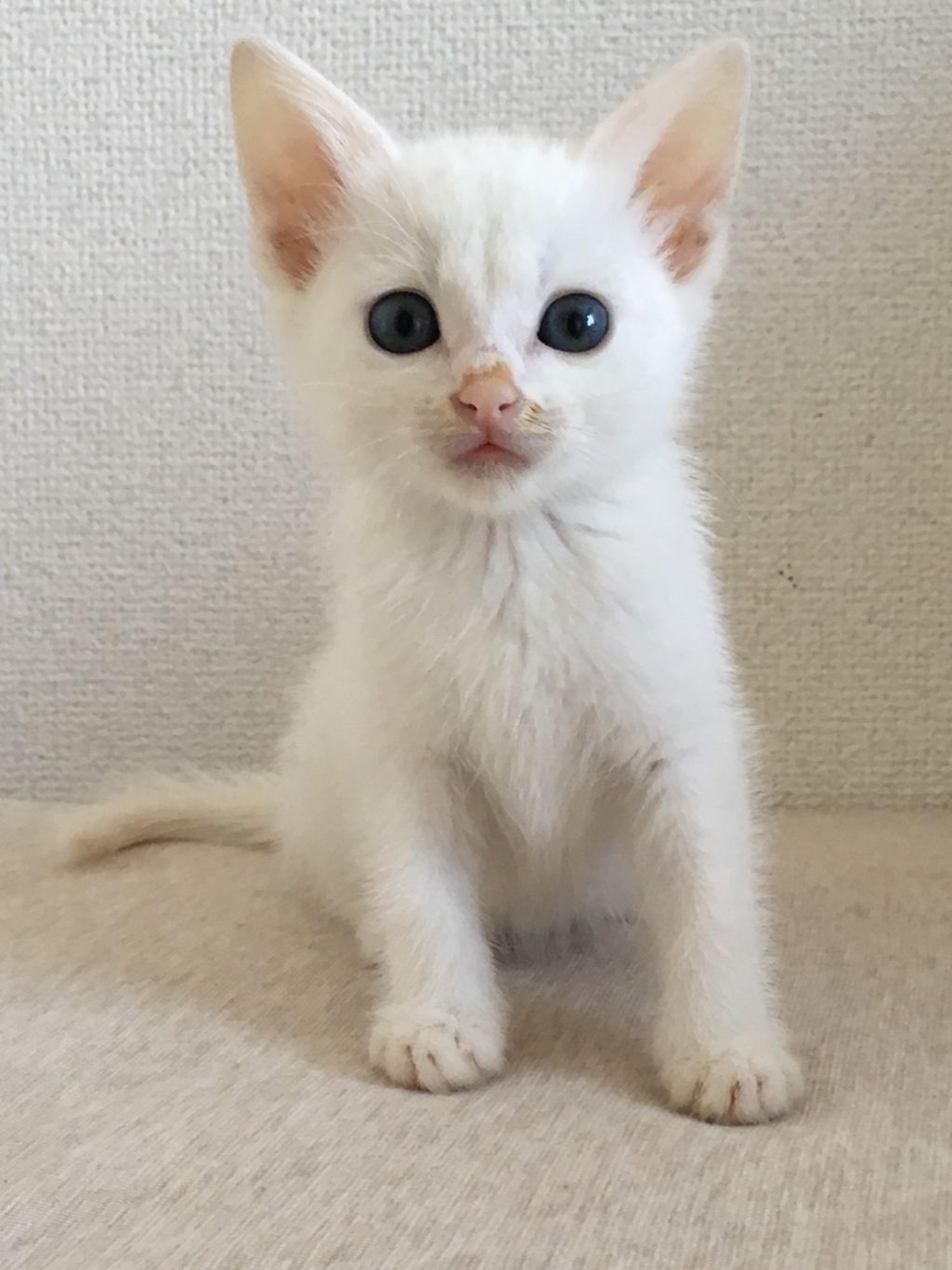 pet-image-2