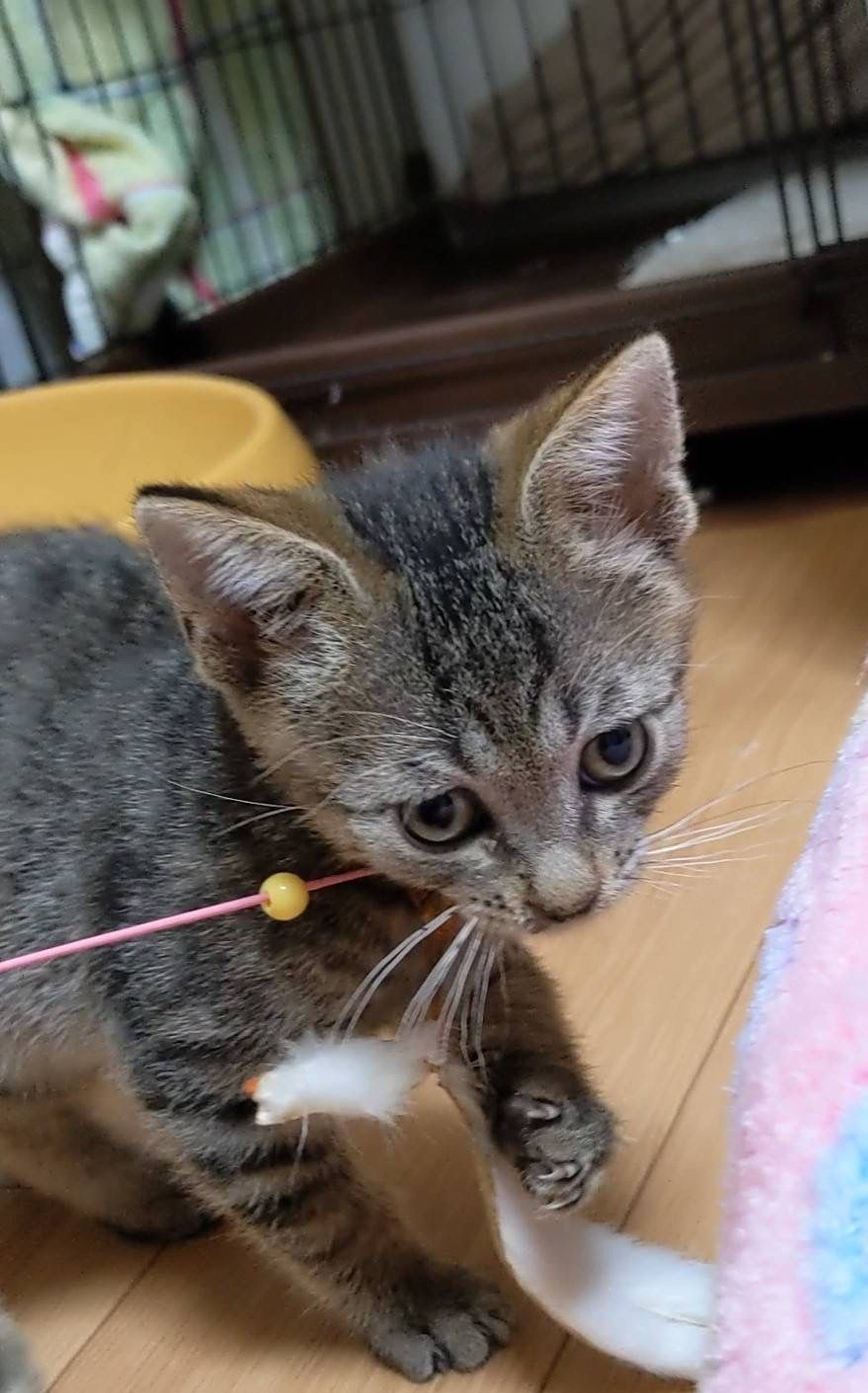 雑種（ミックス猫）・オスの里親募集の写真