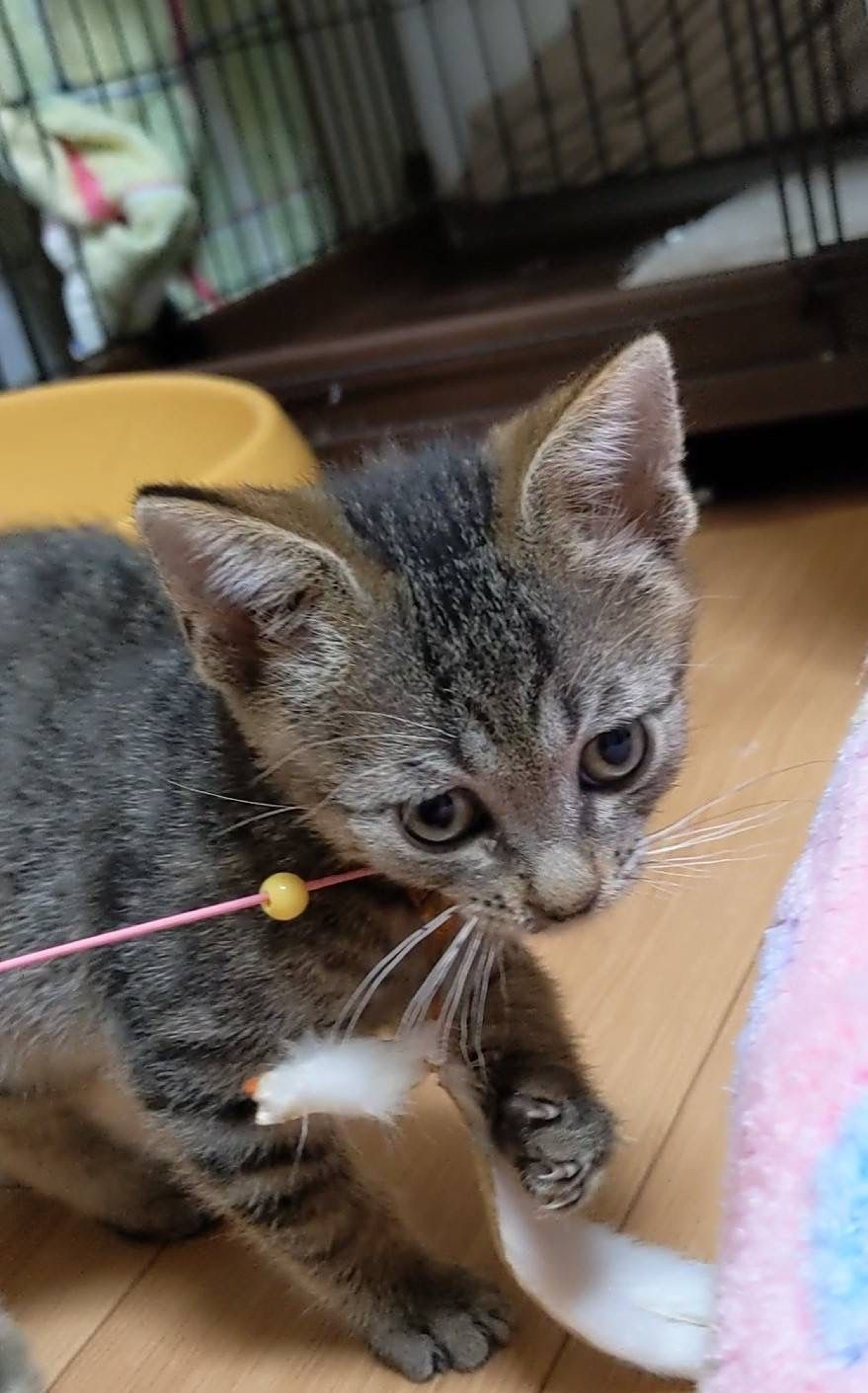 雑種（ミックス猫）・オスの里親募集の写真