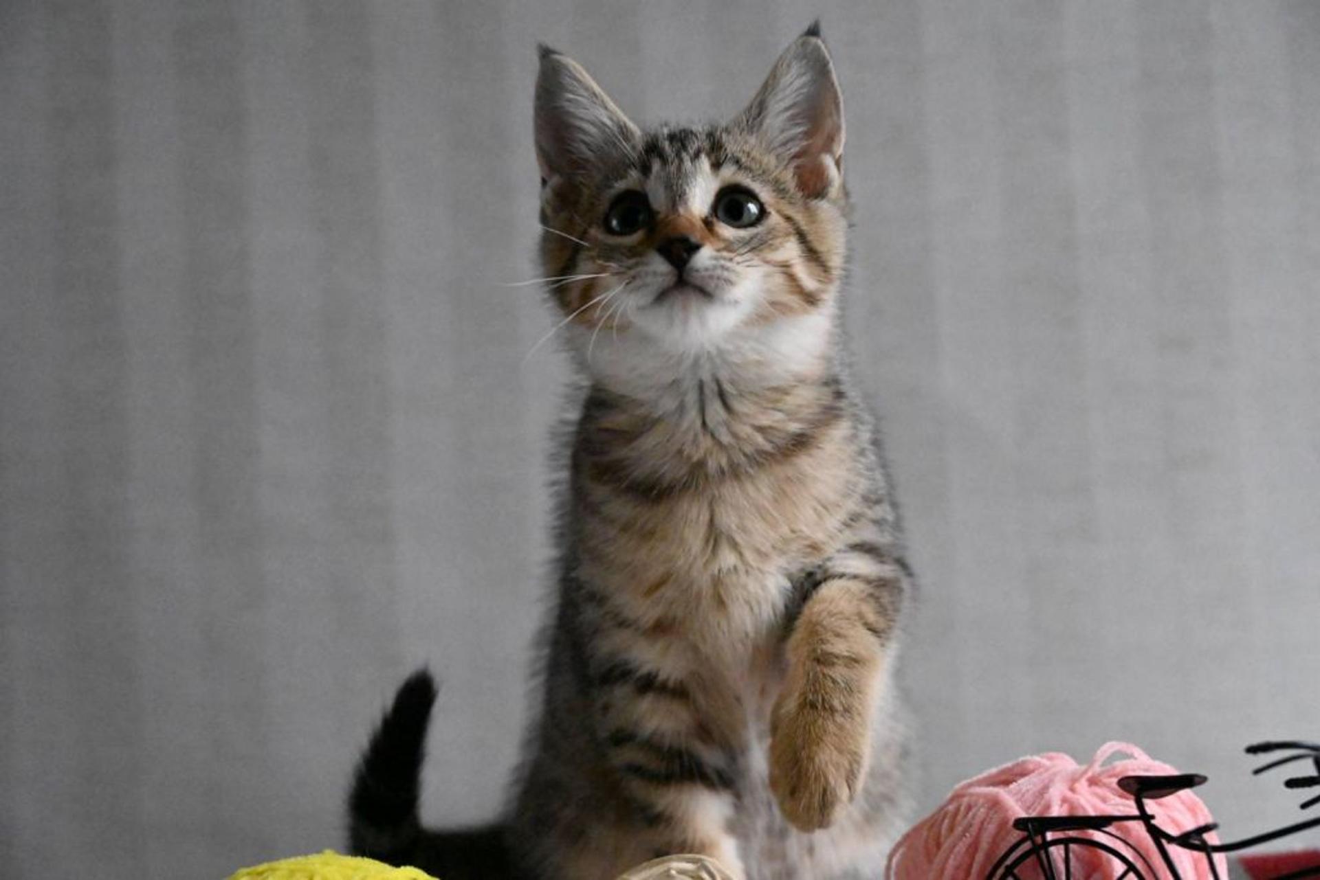 pet-image-4