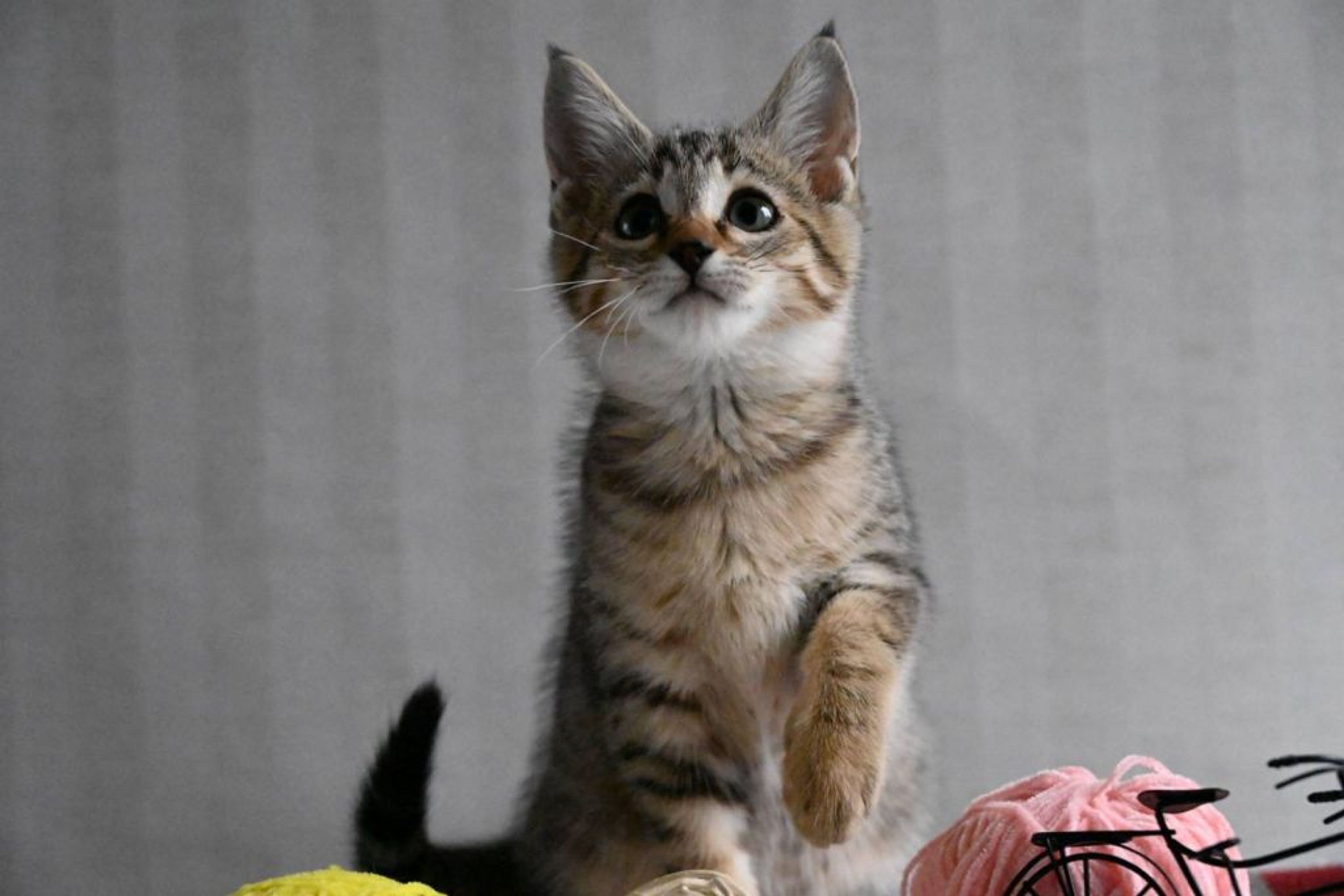 pet-image-4