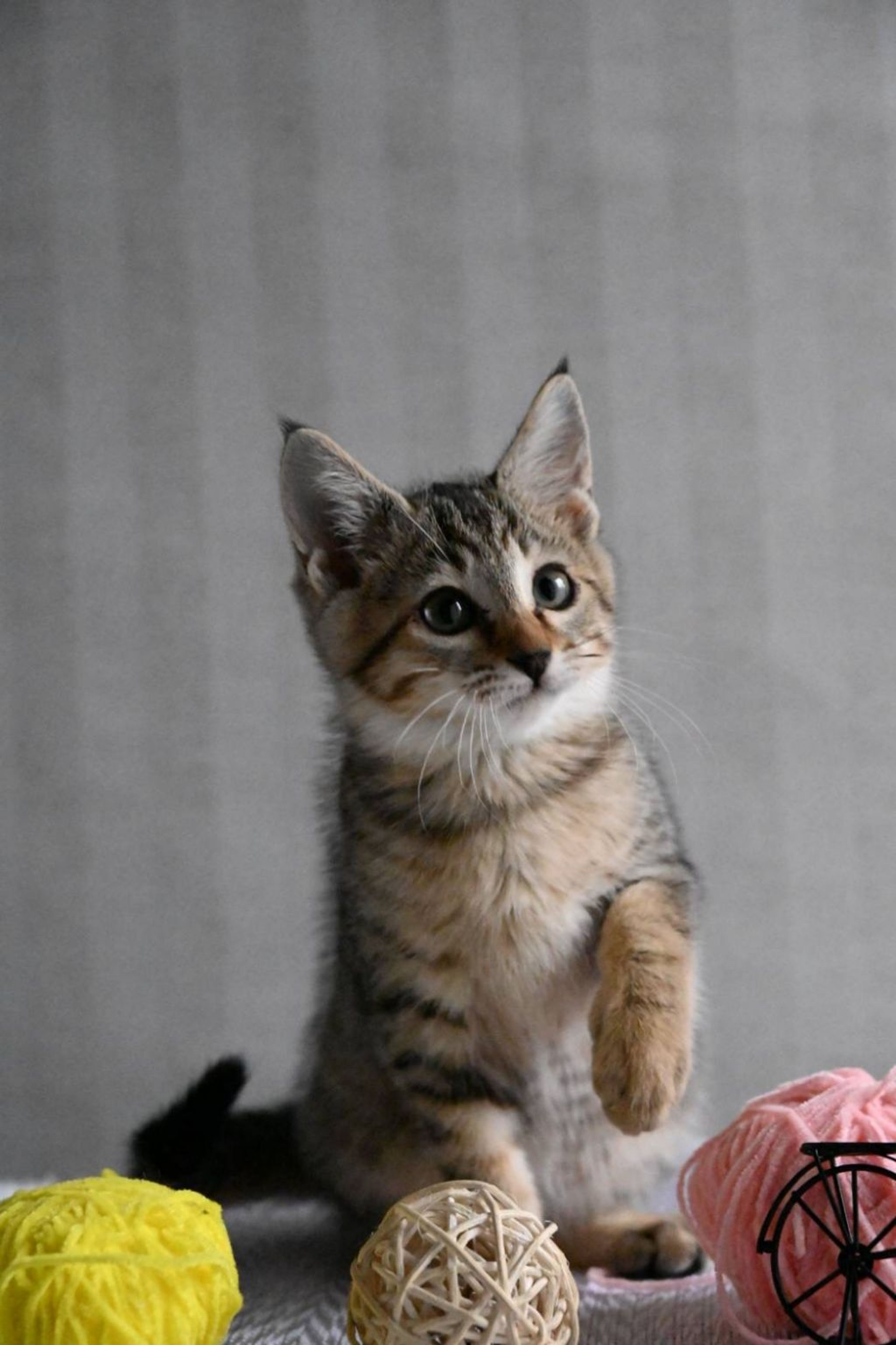 pet-image-5