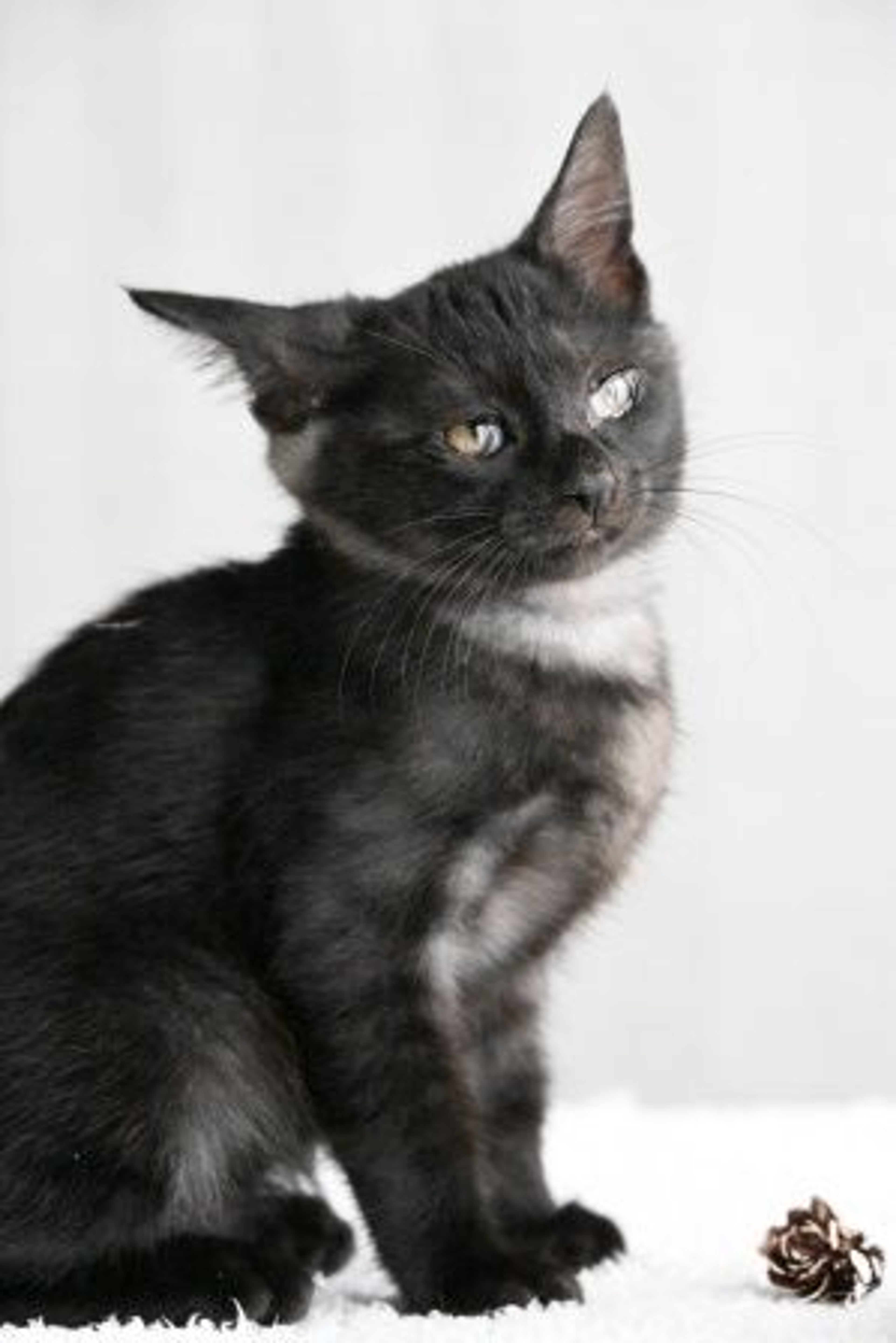雑種（ミックス猫）・メスの里親募集の写真