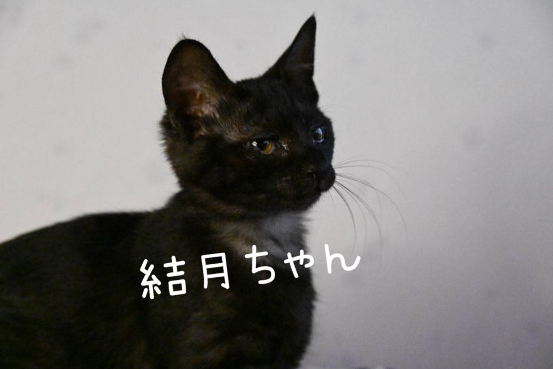 pet-image-4