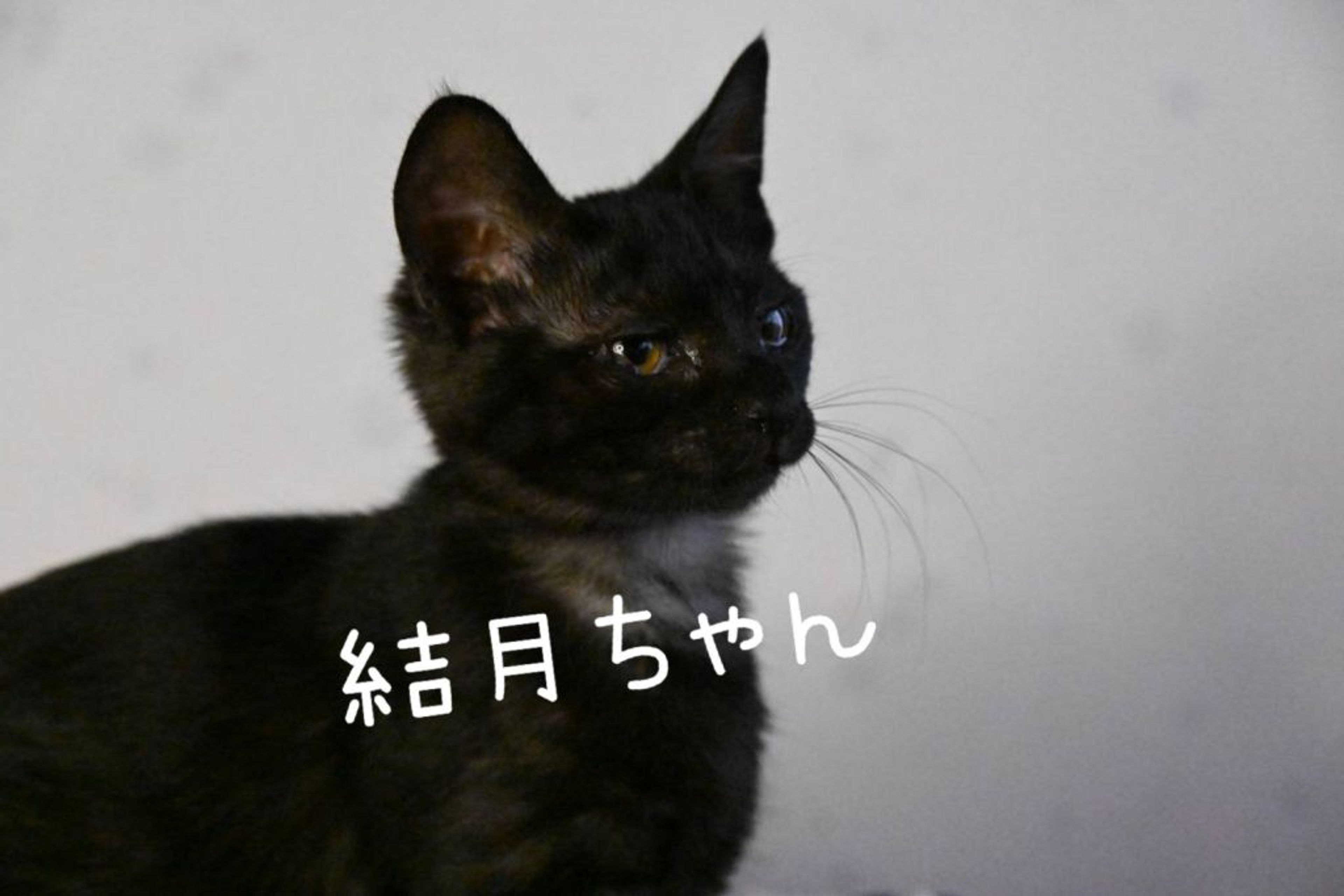pet-image-4