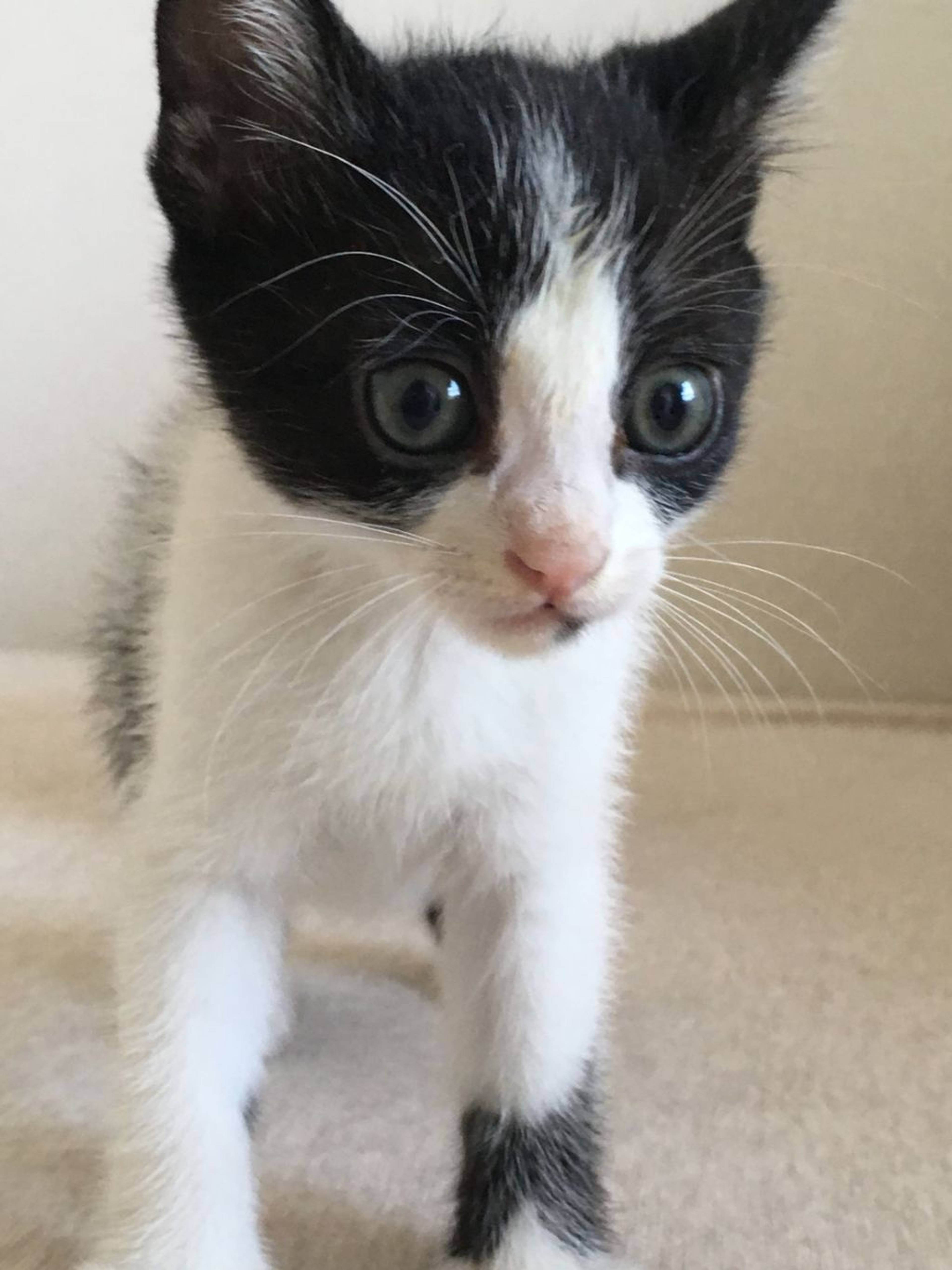 雑種（ミックス猫）・オスの里親募集の写真