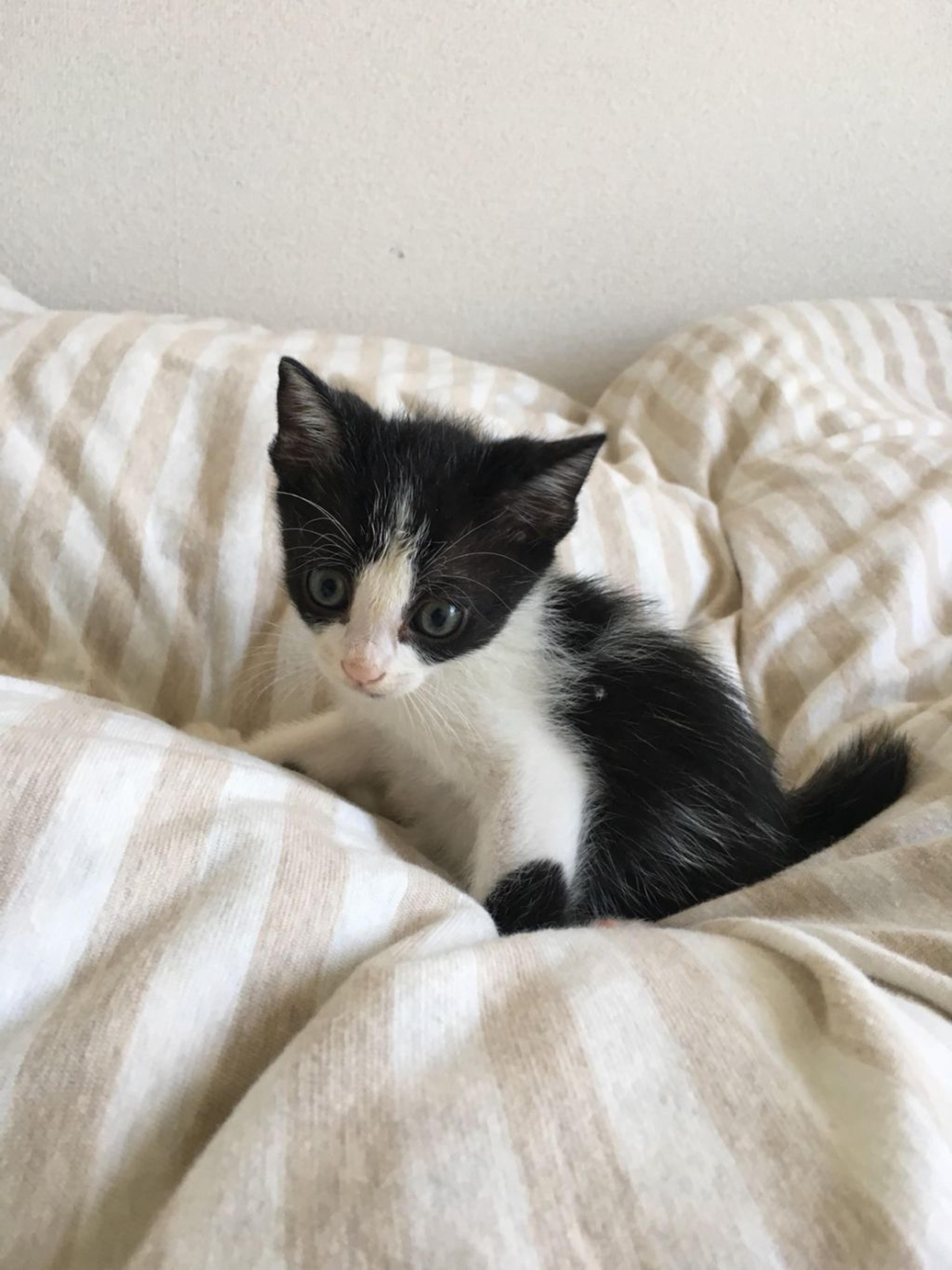 pet-image-2