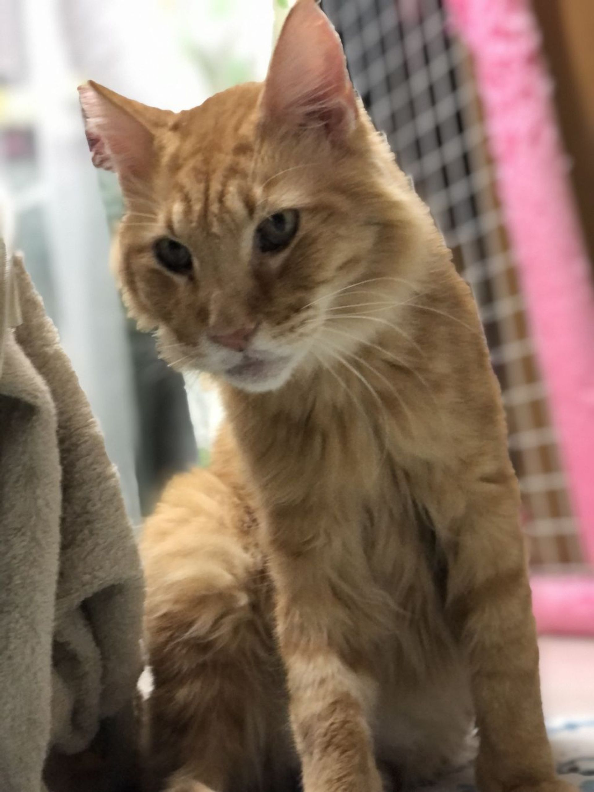 雑種（ミックス猫）・オスの里親募集の写真