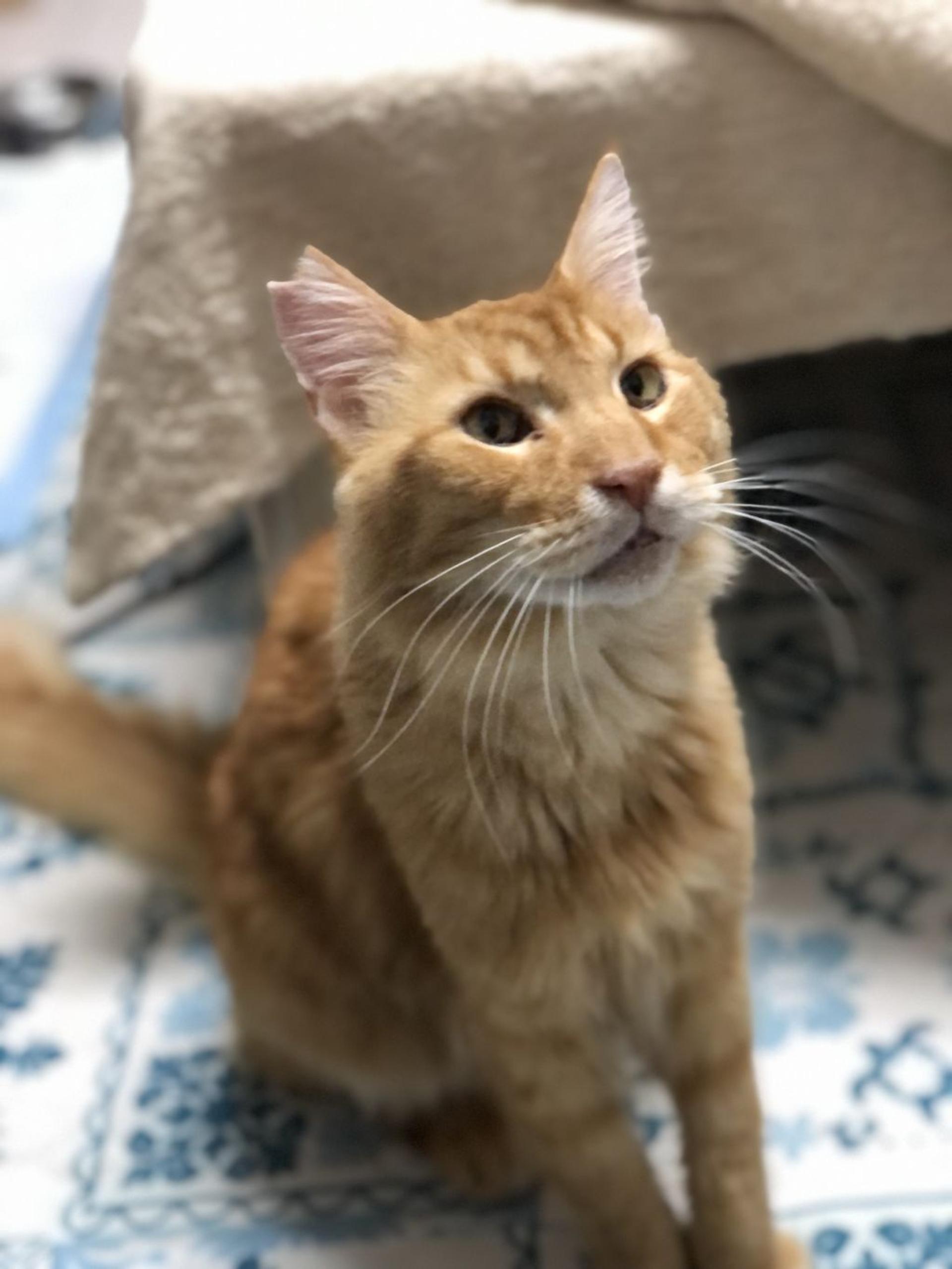 pet-image-2