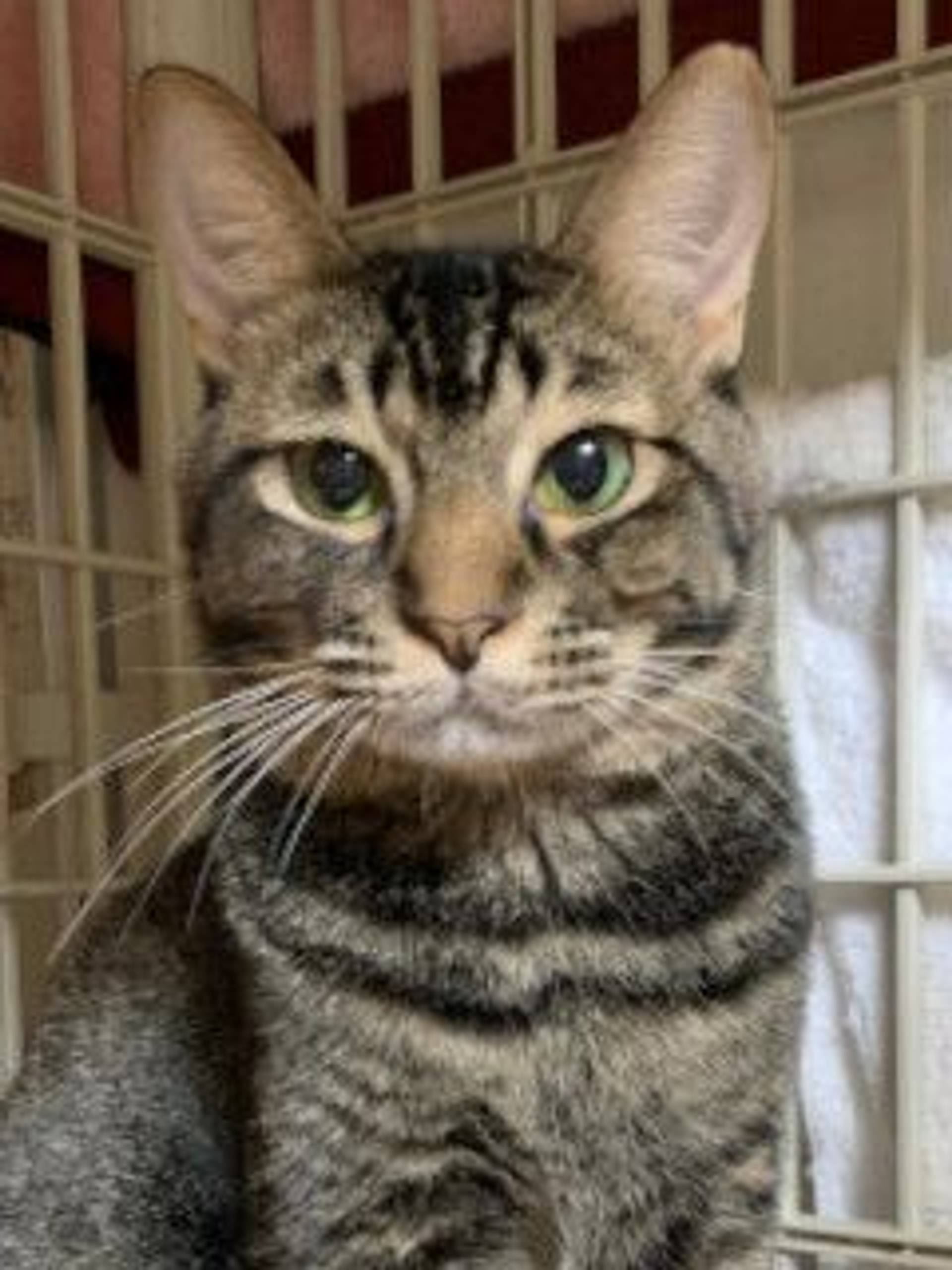 雑種（ミックス猫）・オスの里親募集の写真