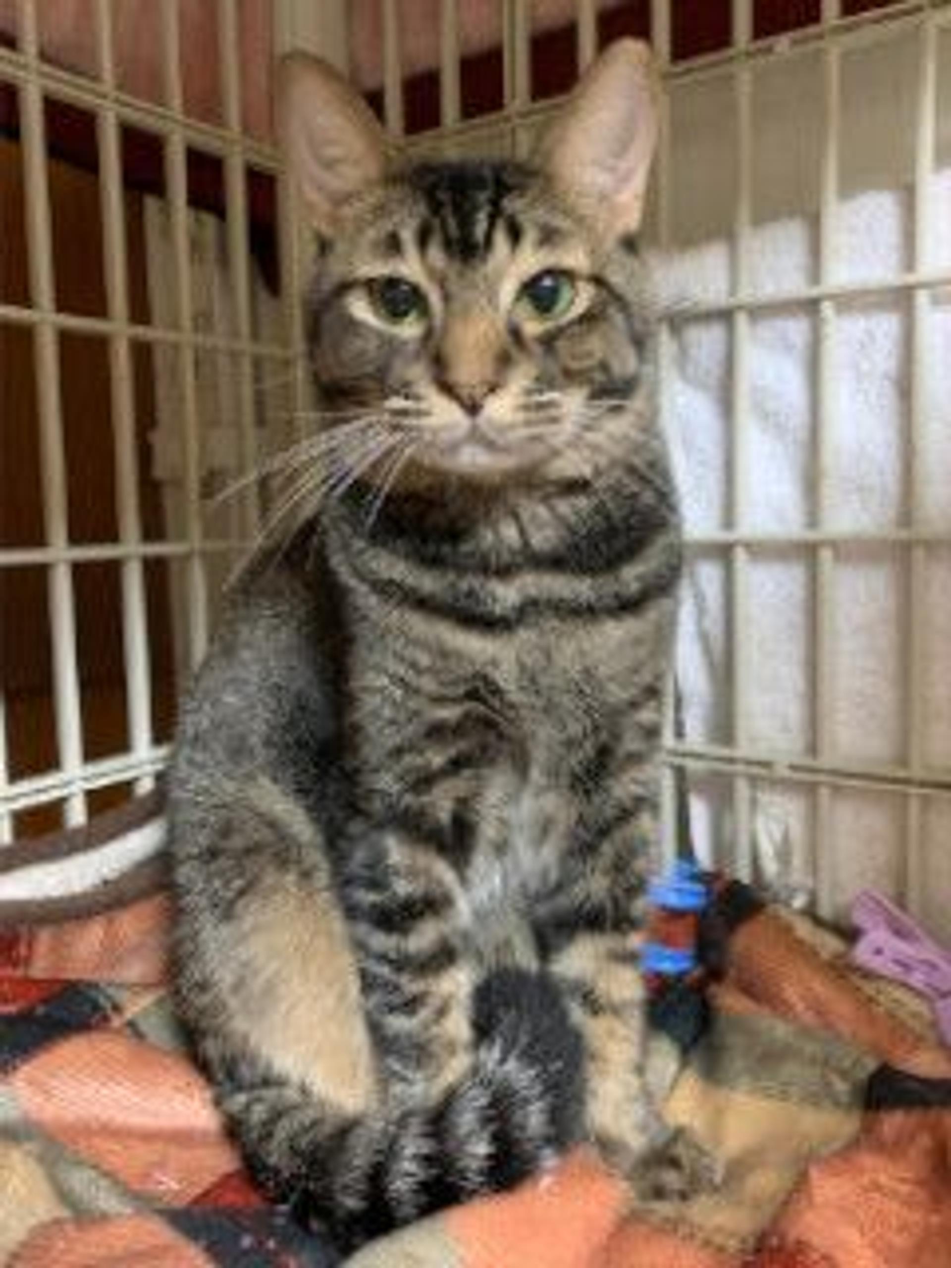 pet-image-5
