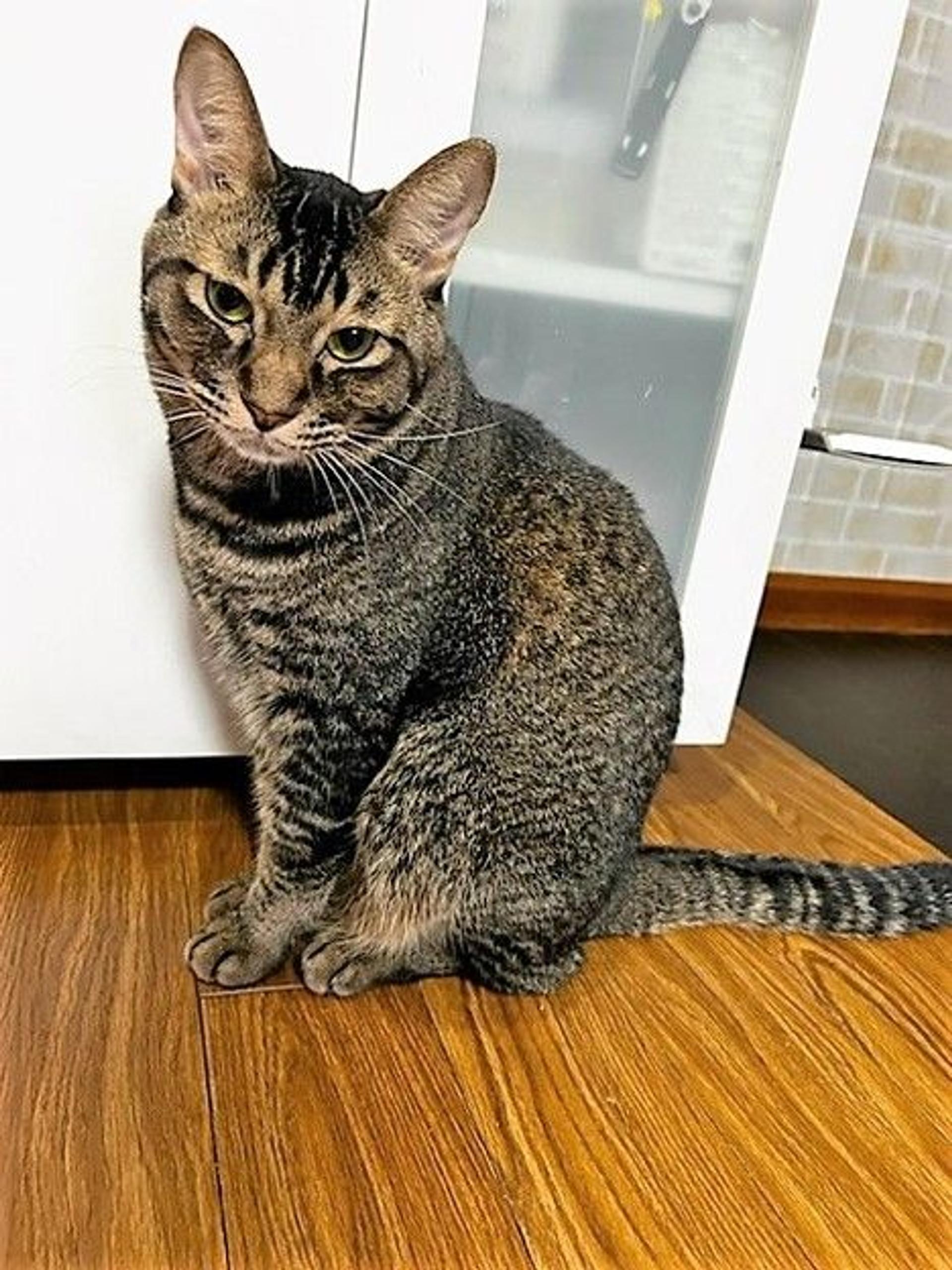 pet-image-6