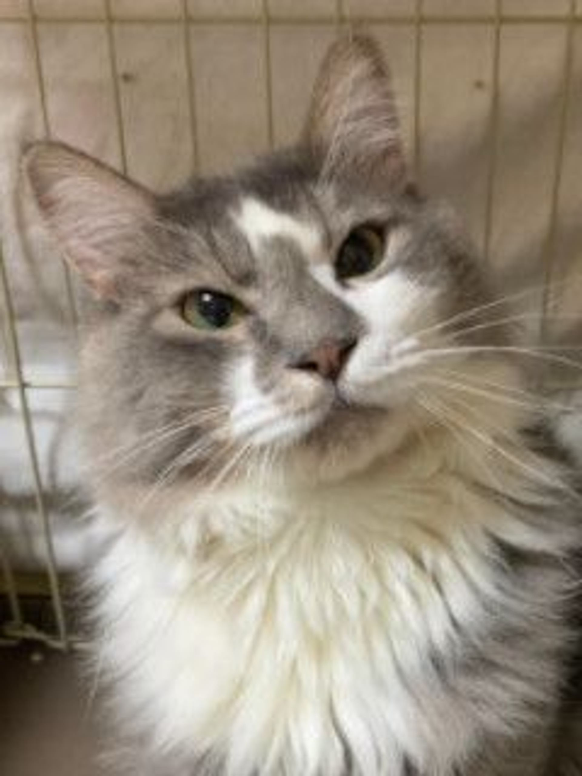 雑種（ミックス猫）・オスの里親募集の写真