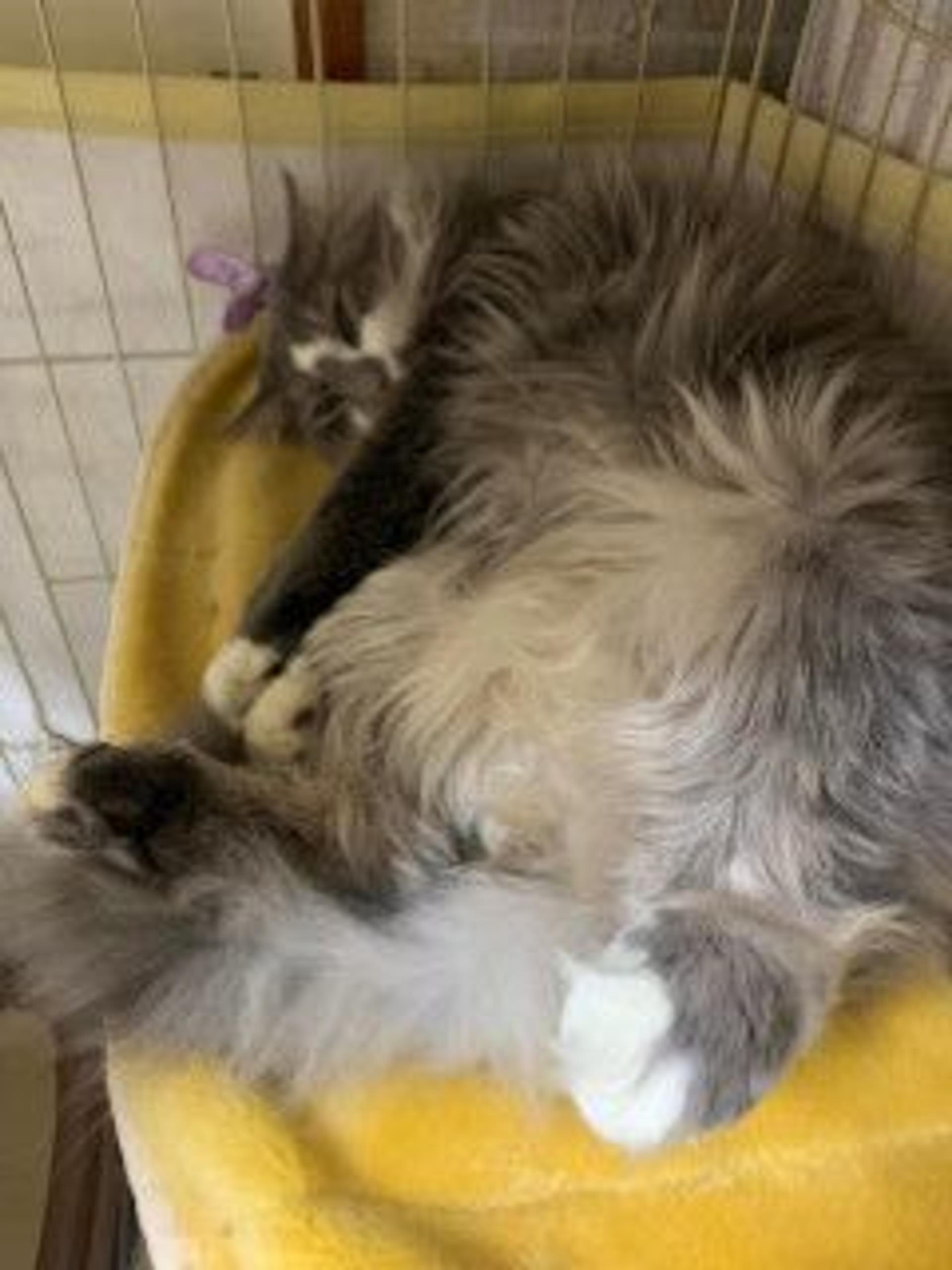 pet-image-6