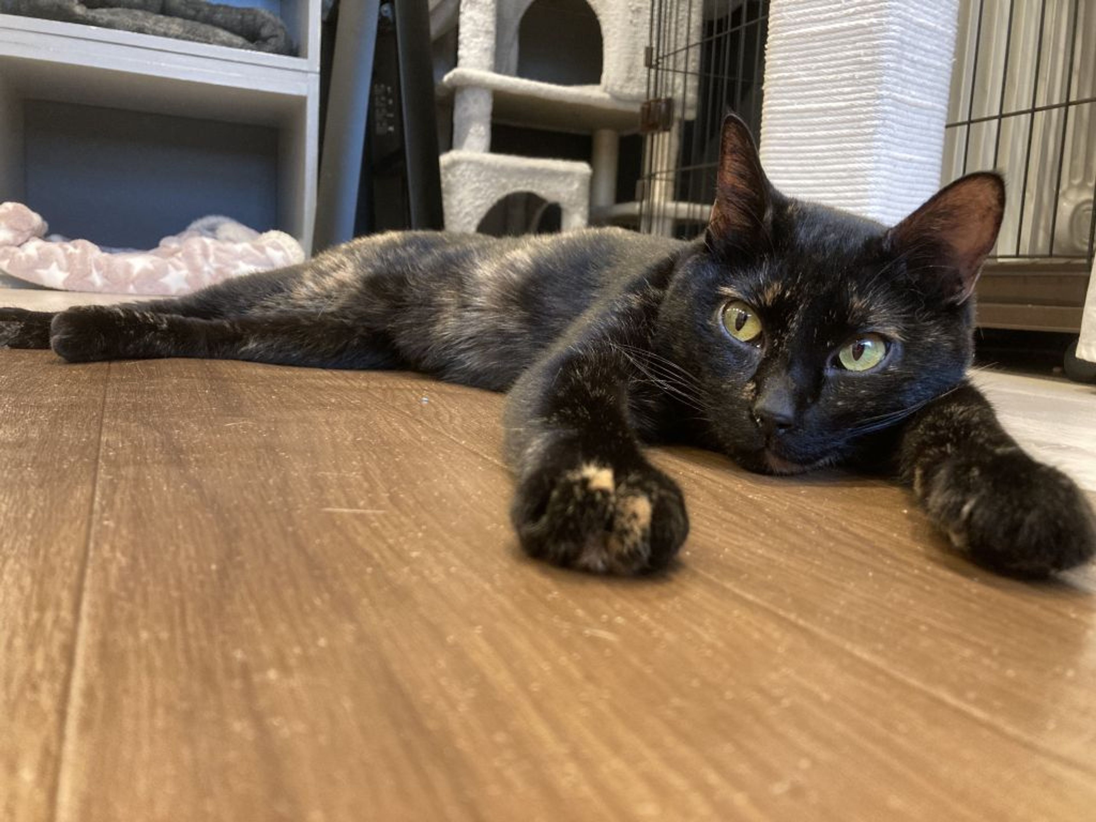 pet-image-2