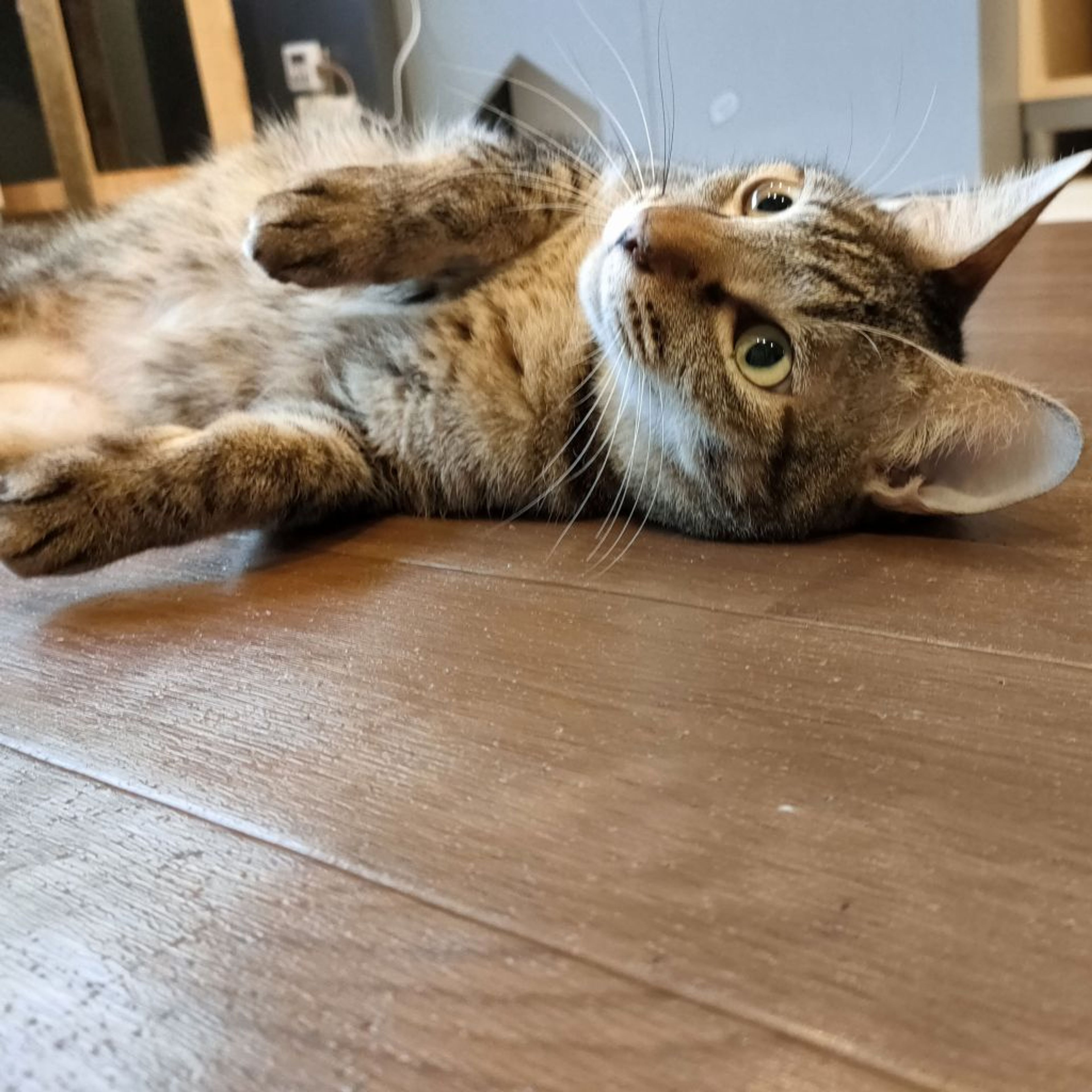 雑種（ミックス猫）・オスの里親募集の写真