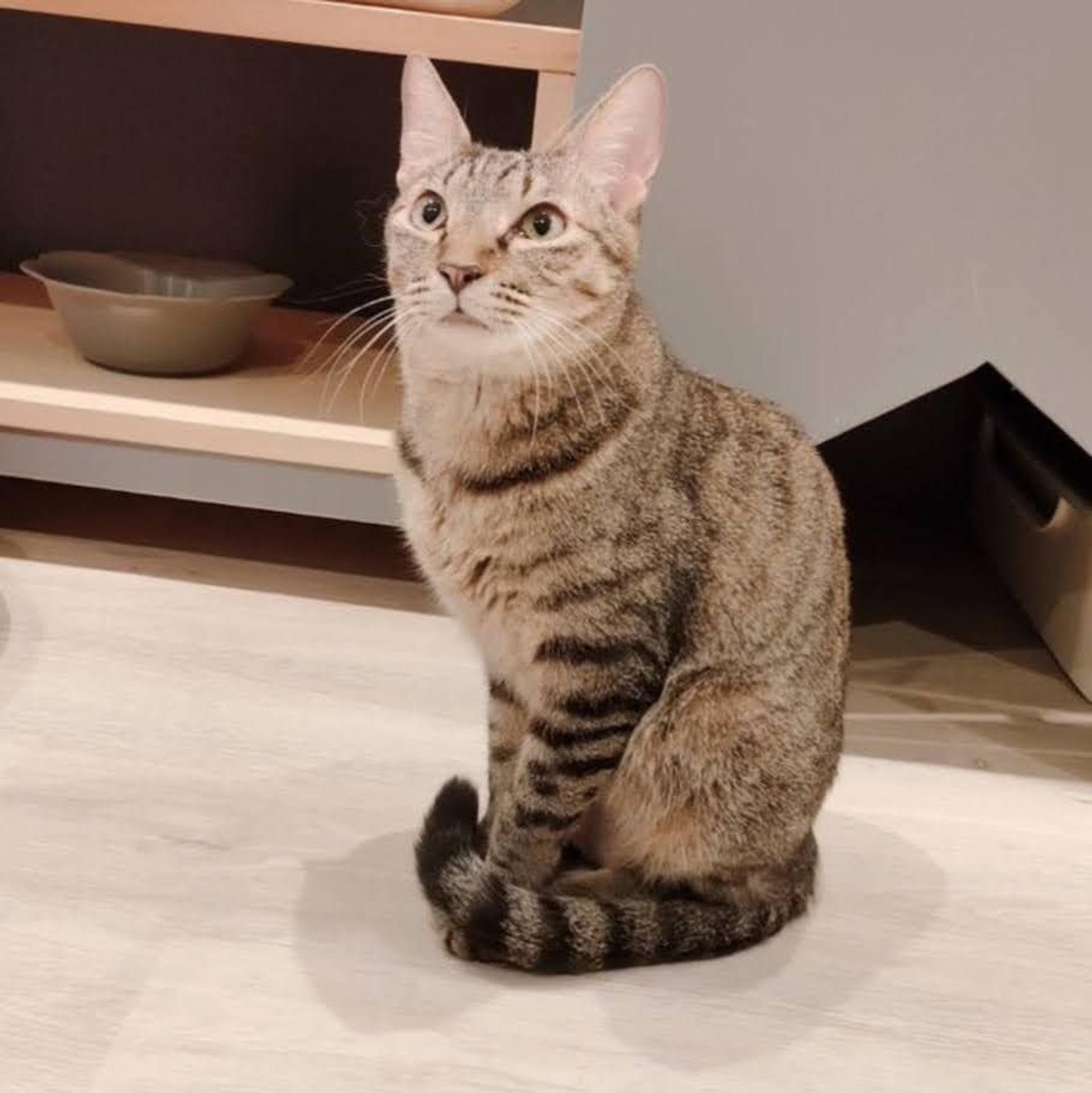 pet-image-2