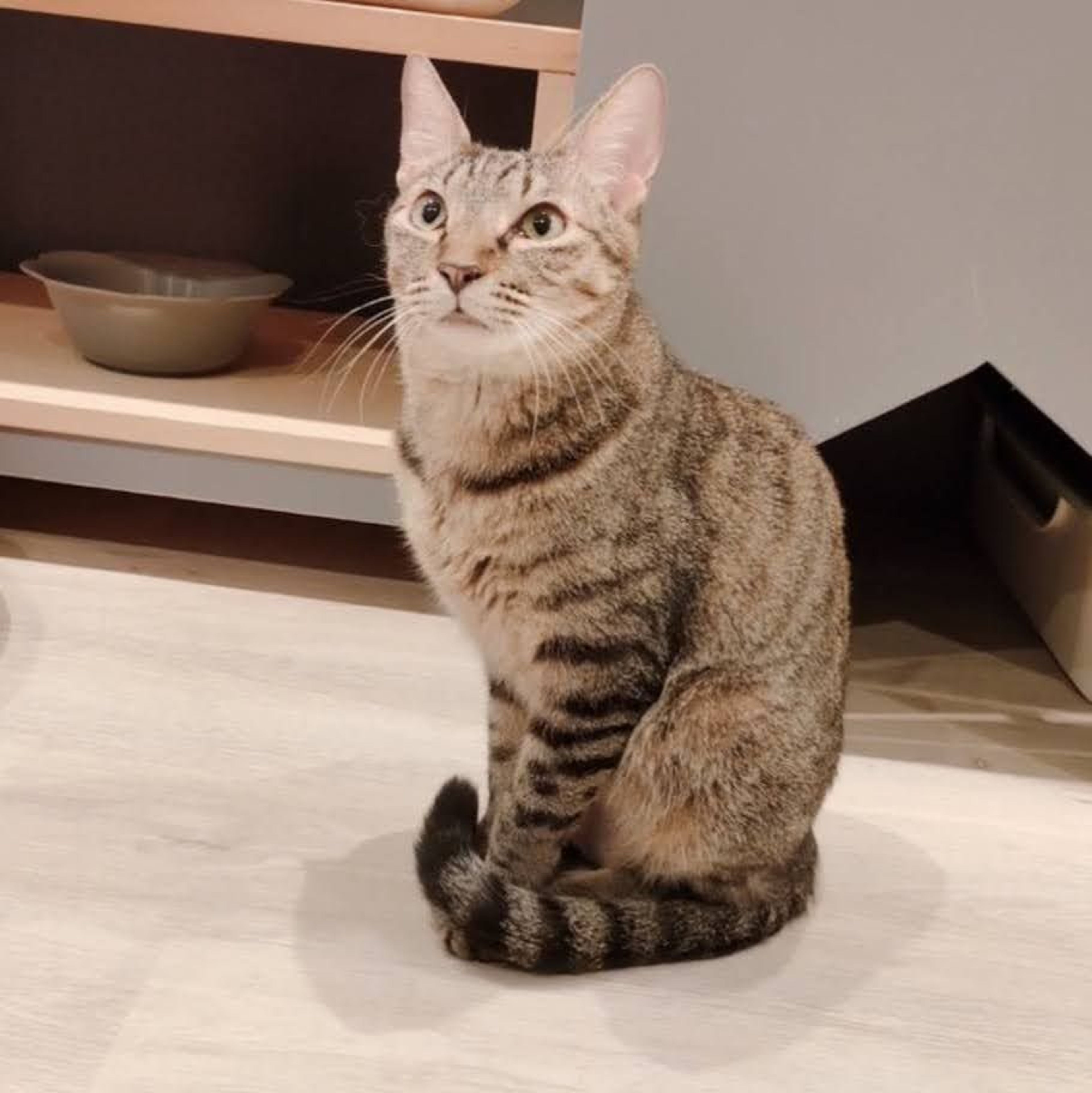 pet-image-2