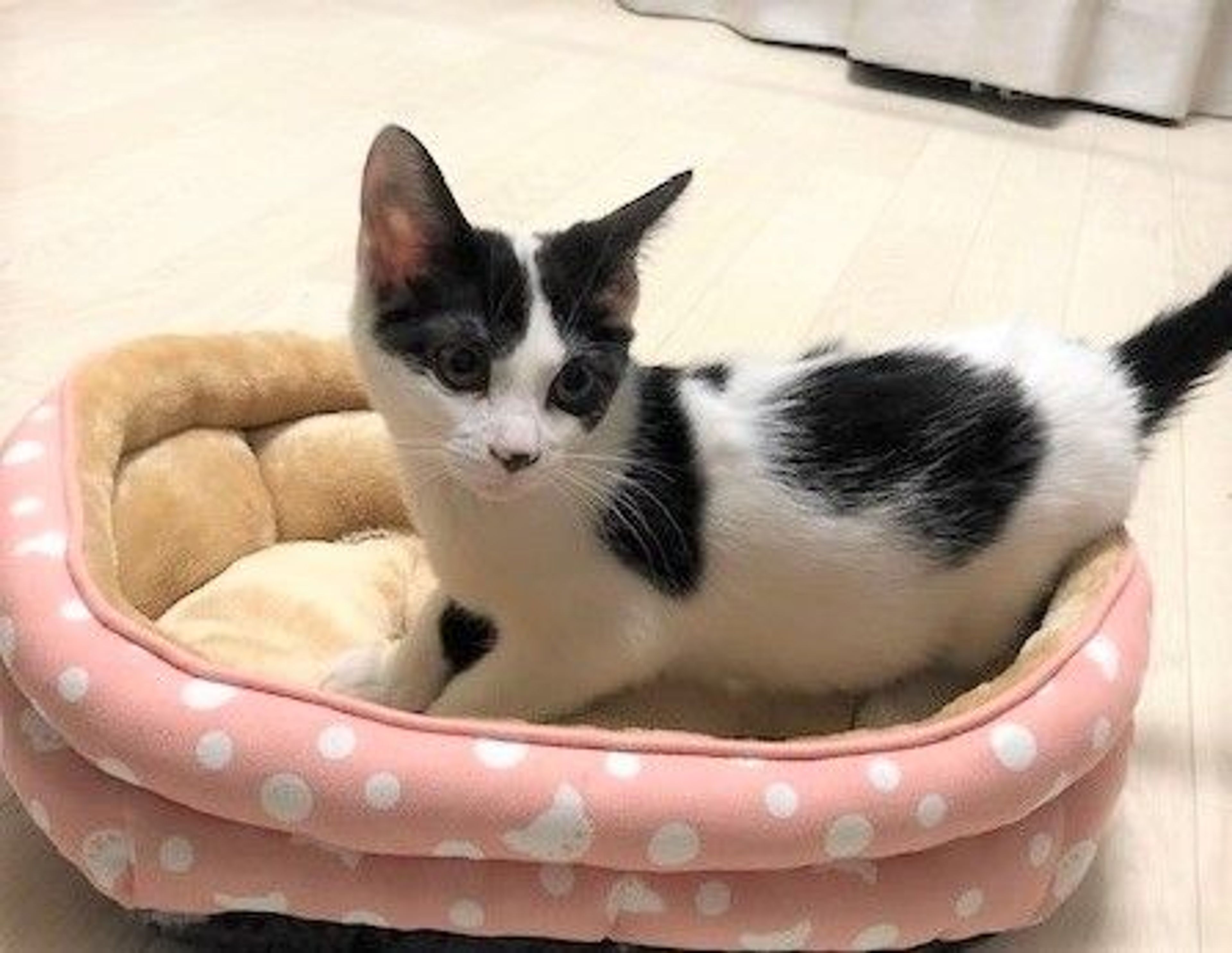雑種（ミックス猫）・メスの里親募集の写真