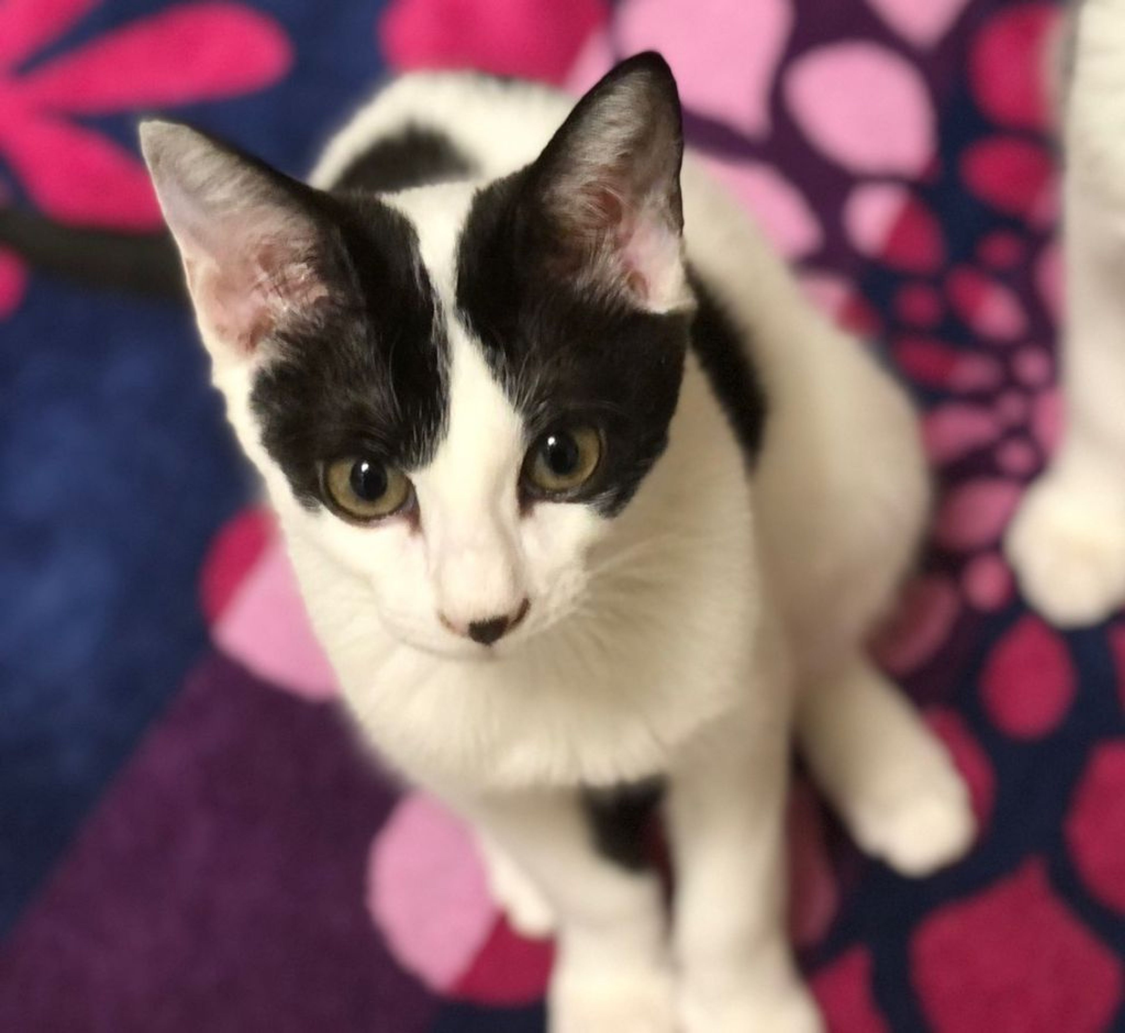 pet-image-3