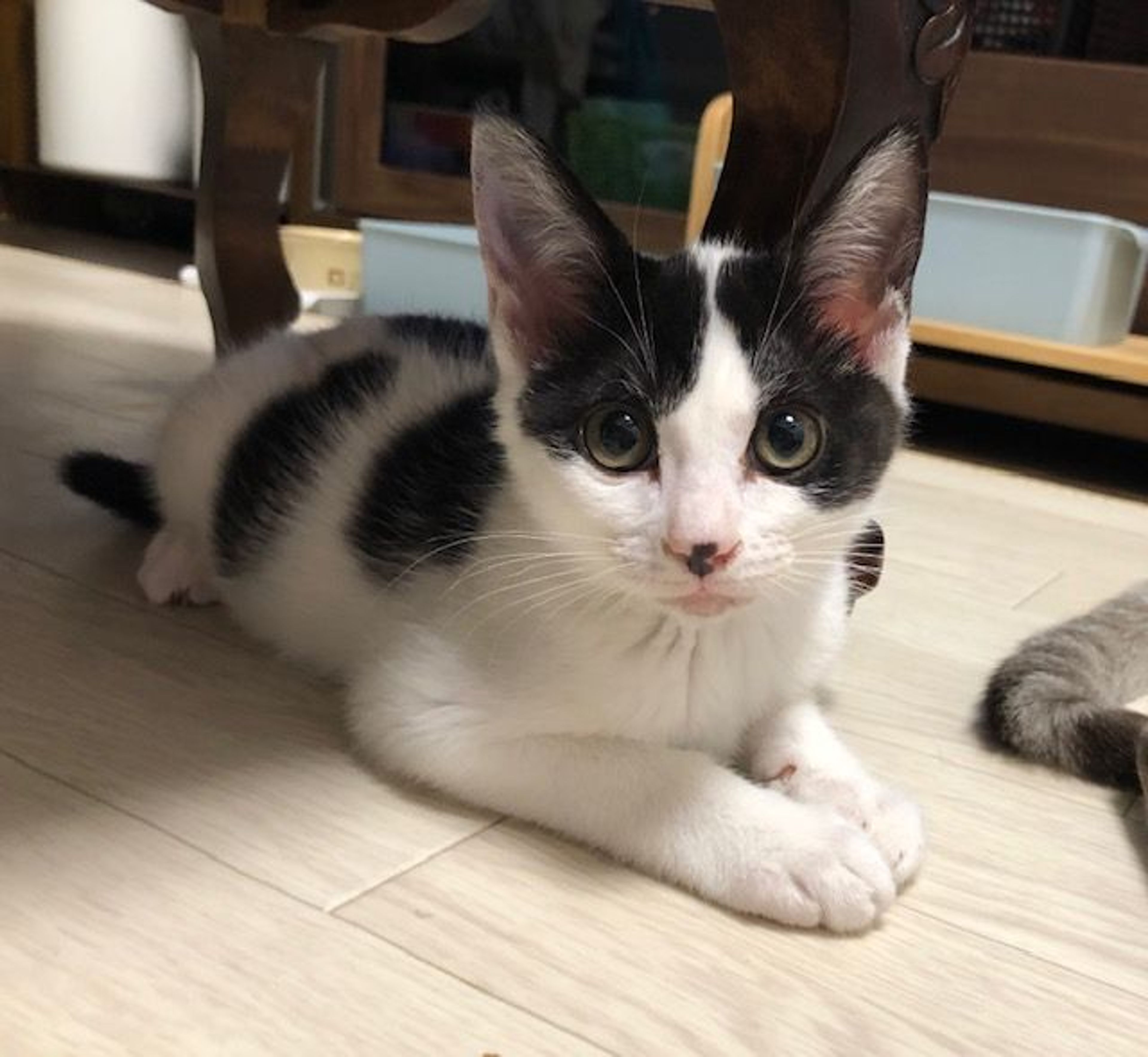 pet-image-4