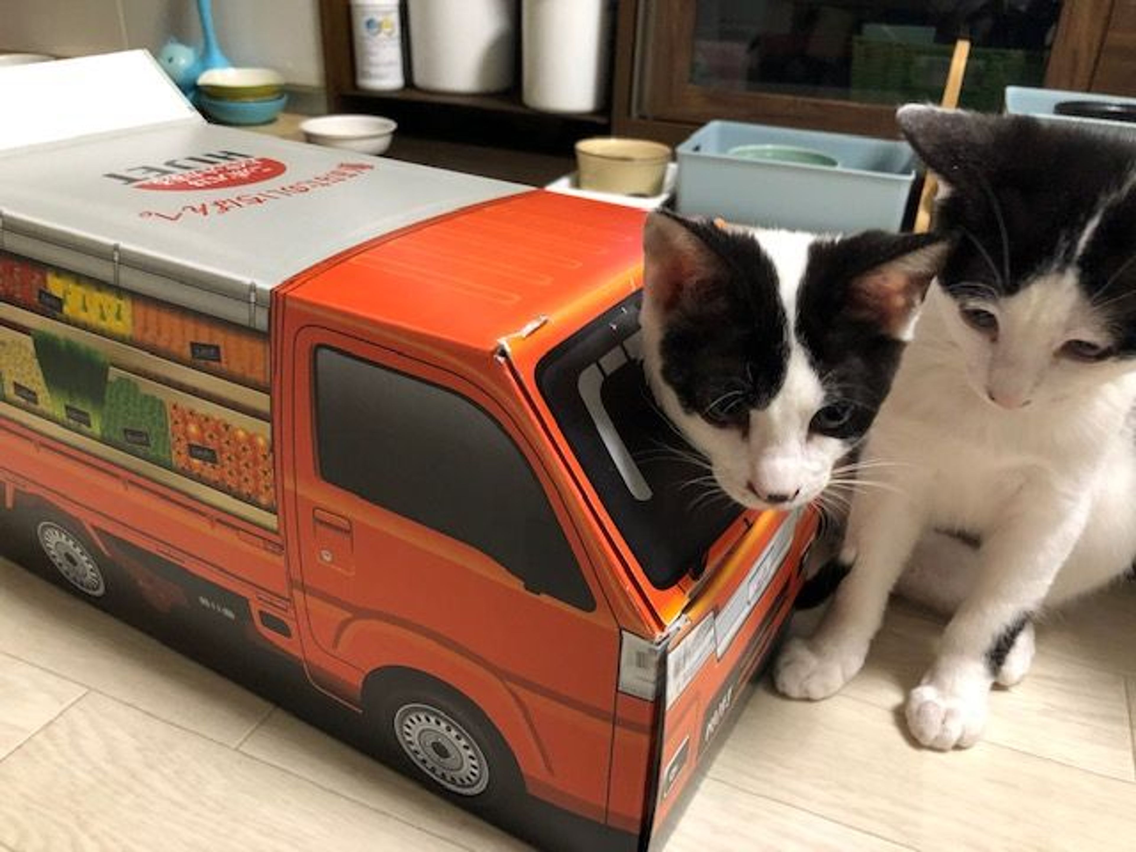 pet-image-5