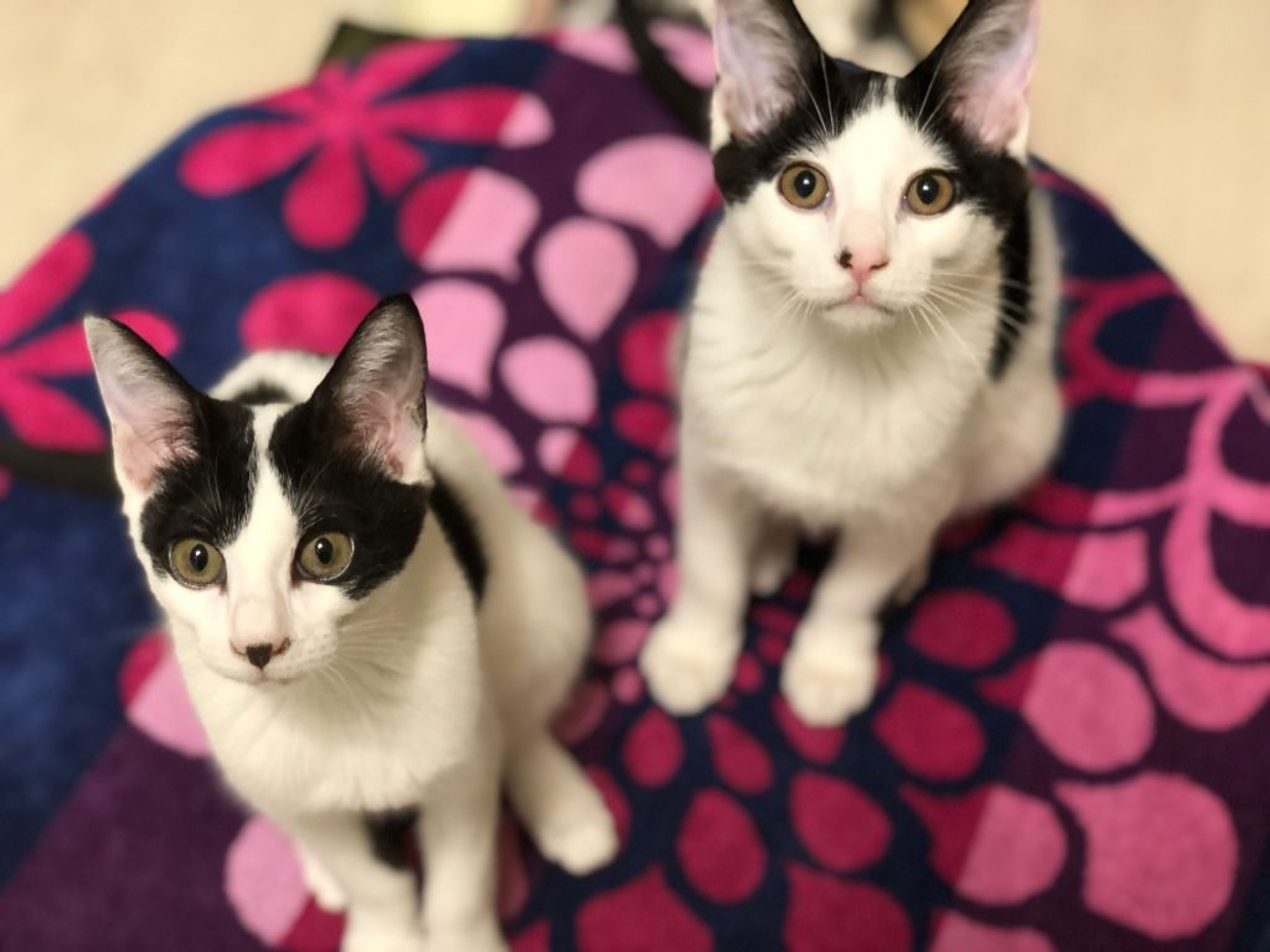 pet-image-6