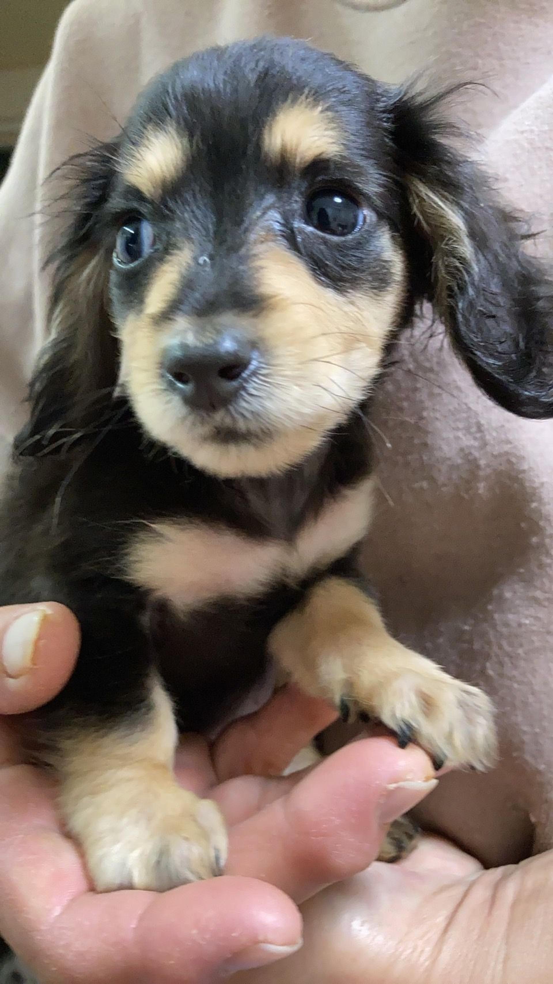 pet-image-3