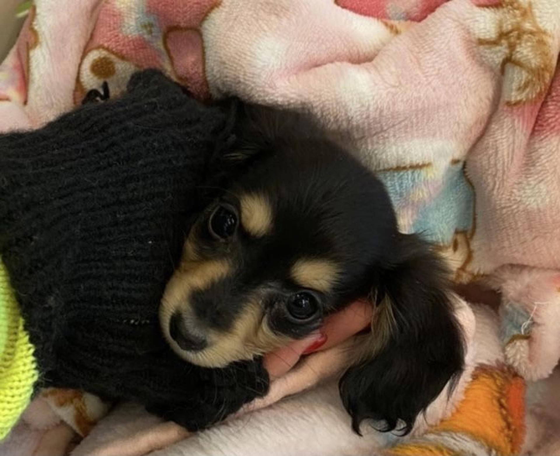 pet-image-5