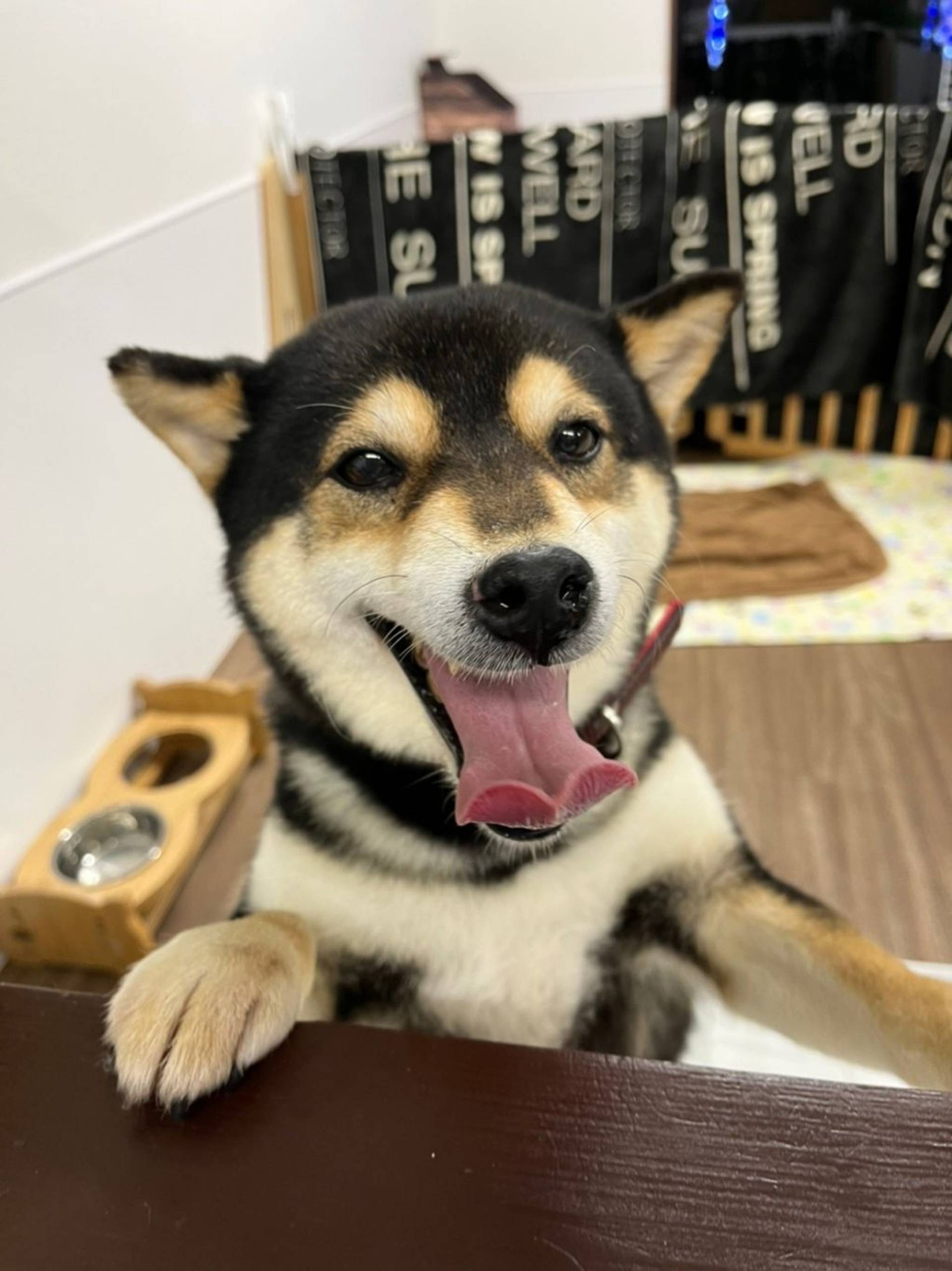 柴犬・メスの里親募集の写真